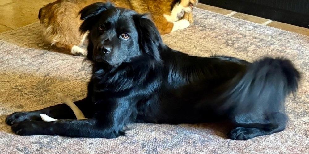 Enlarge Timber, a Adoptable mixed breed in Pleasant Hill, CA image 5/5