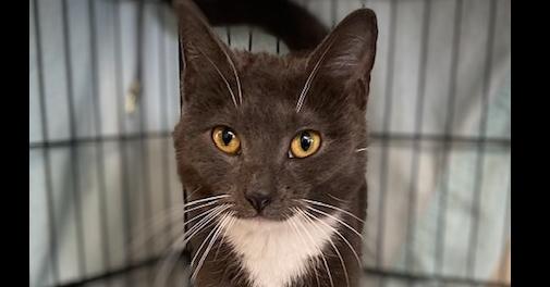 Sutton, Adoptable, Adult Female Domestic Short Hair.