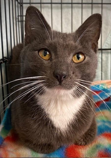 Enlarge Sutton, a Adoptable Domestic Short Hair in Duxbury, MA image 2/3