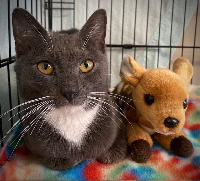 Enlarge Sutton, a Adoptable Domestic Short Hair in Duxbury, MA image 3/3