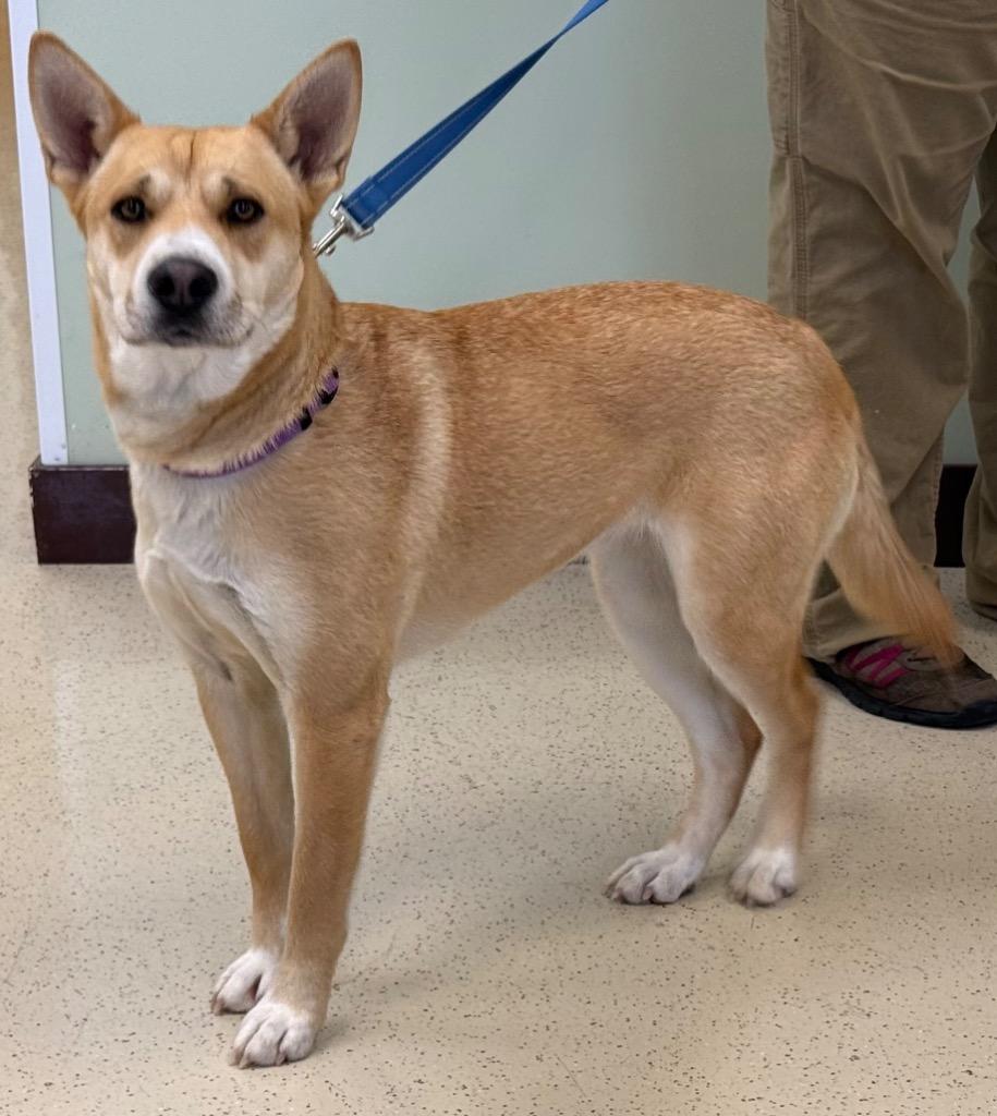 Enlarge Butterscotch, a Adoptable mixed breed in Amery, WI image 4/4