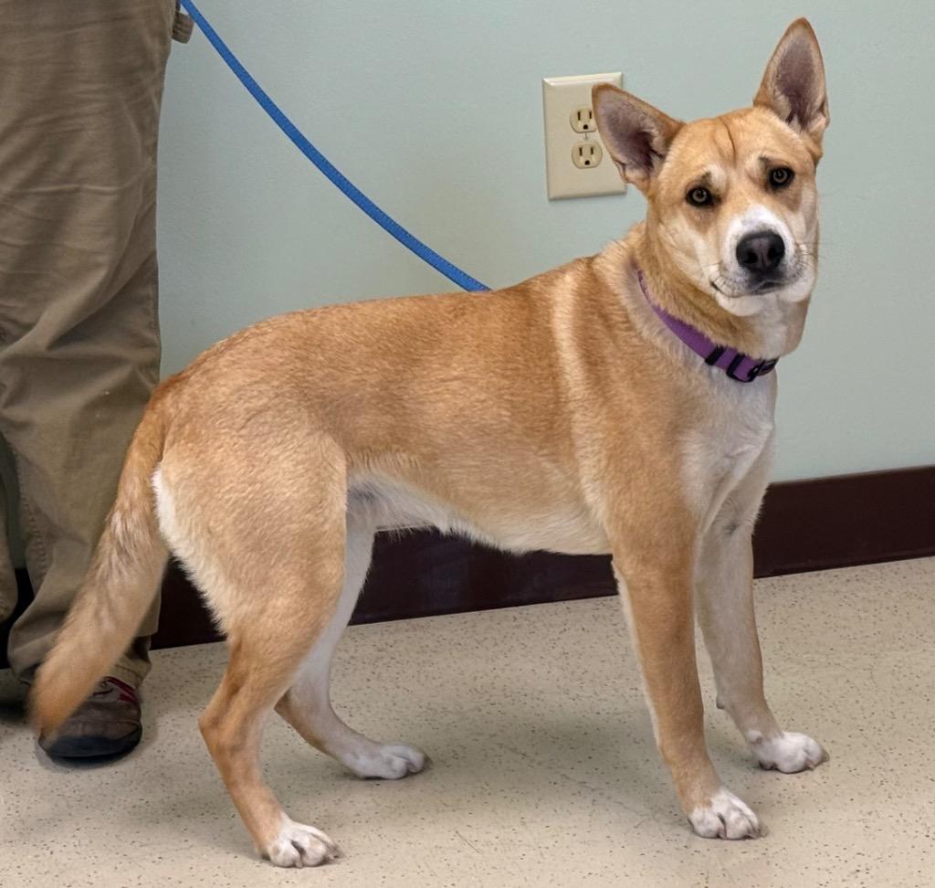 Enlarge Butterscotch, a Adoptable mixed breed in Amery, WI image 2/4