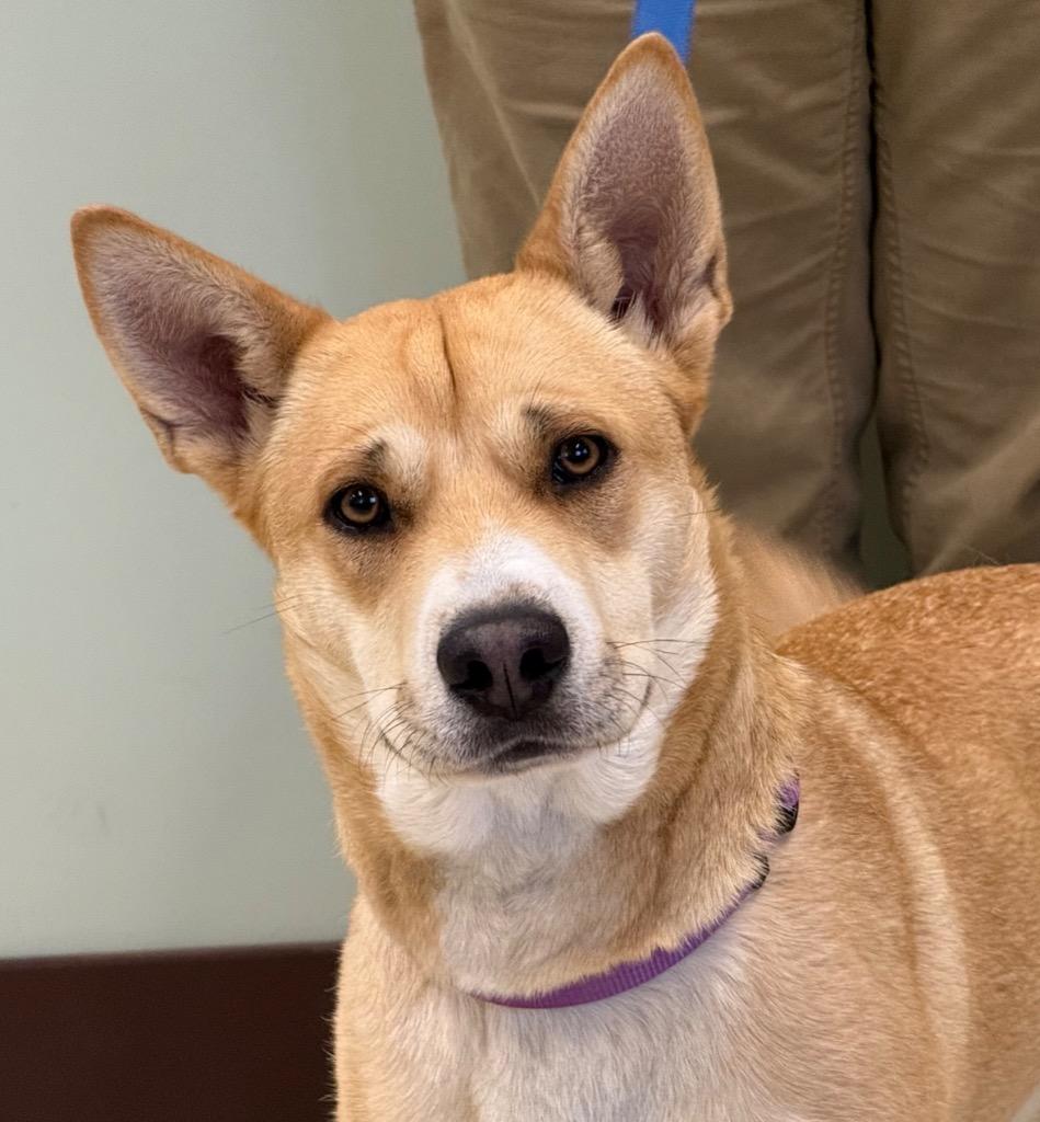 Enlarge Butterscotch, a Adoptable mixed breed in Amery, WI image 1/4