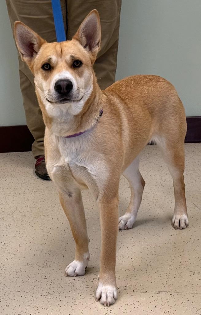 Enlarge Butterscotch, a Adoptable mixed breed in Amery, WI image 3/4