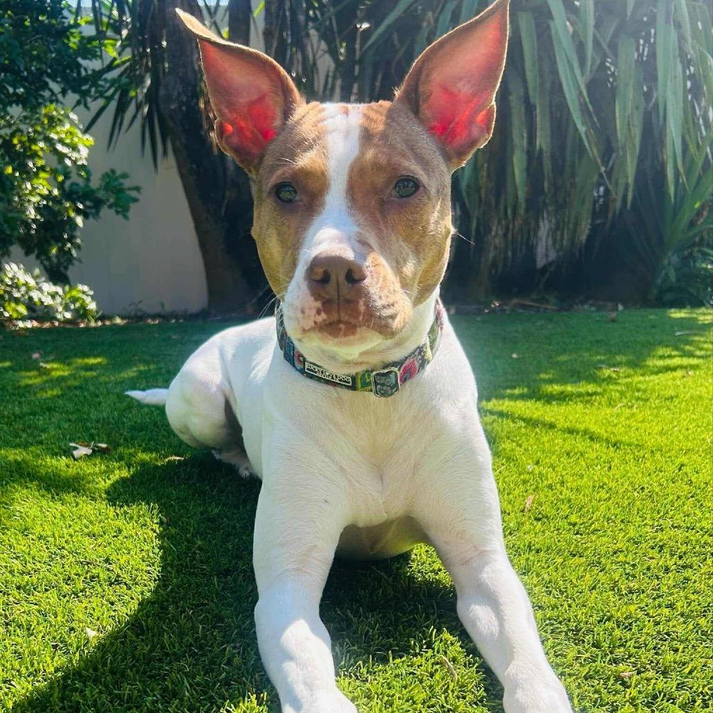 Hattie Mississippi, Adoptable, Adult Female Terrier.