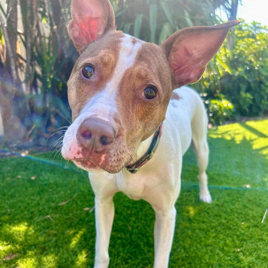 Enlarge Hattie Mississippi, a Adoptable mixed breed in Fort Lauderdale, FL image 2/4