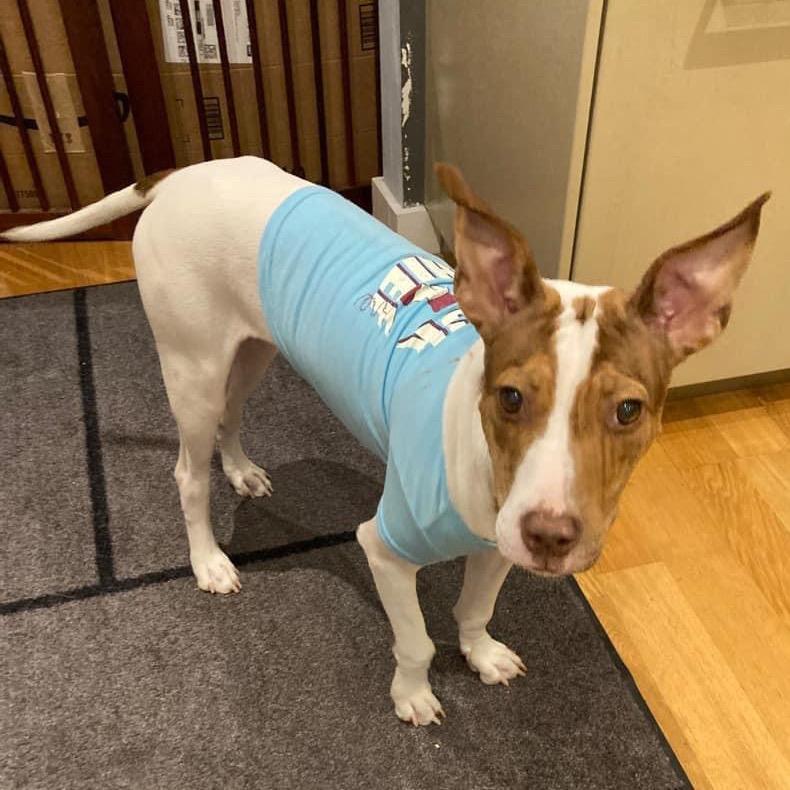 Enlarge Hattie Mississippi, a Adoptable mixed breed in Fort Lauderdale, FL image 3/4