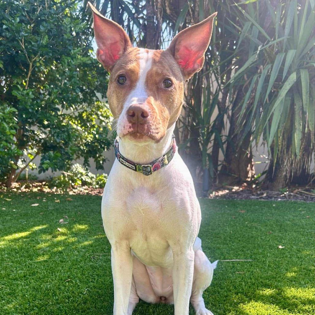 Enlarge Hattie Mississippi, a Adoptable mixed breed in Fort Lauderdale, FL image 4/4