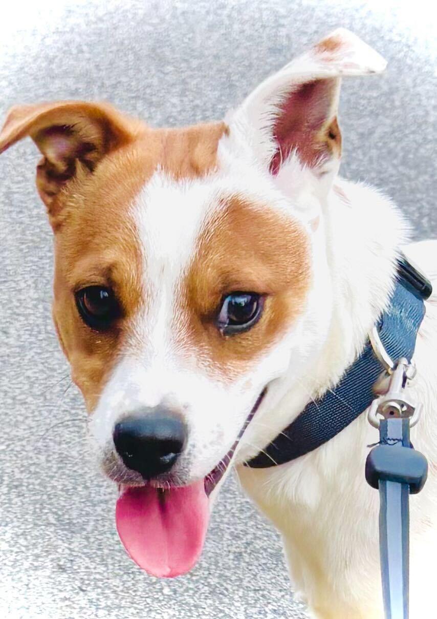 Enlarge TILINA  , a ADOPTABLE mixed breed in Fuquay Varina, NC image 1/3