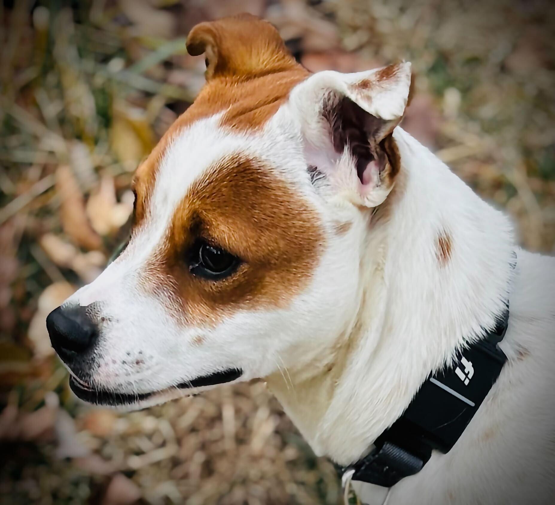 Enlarge TILINA  , a ADOPTABLE mixed breed in Fuquay Varina, NC image 3/3