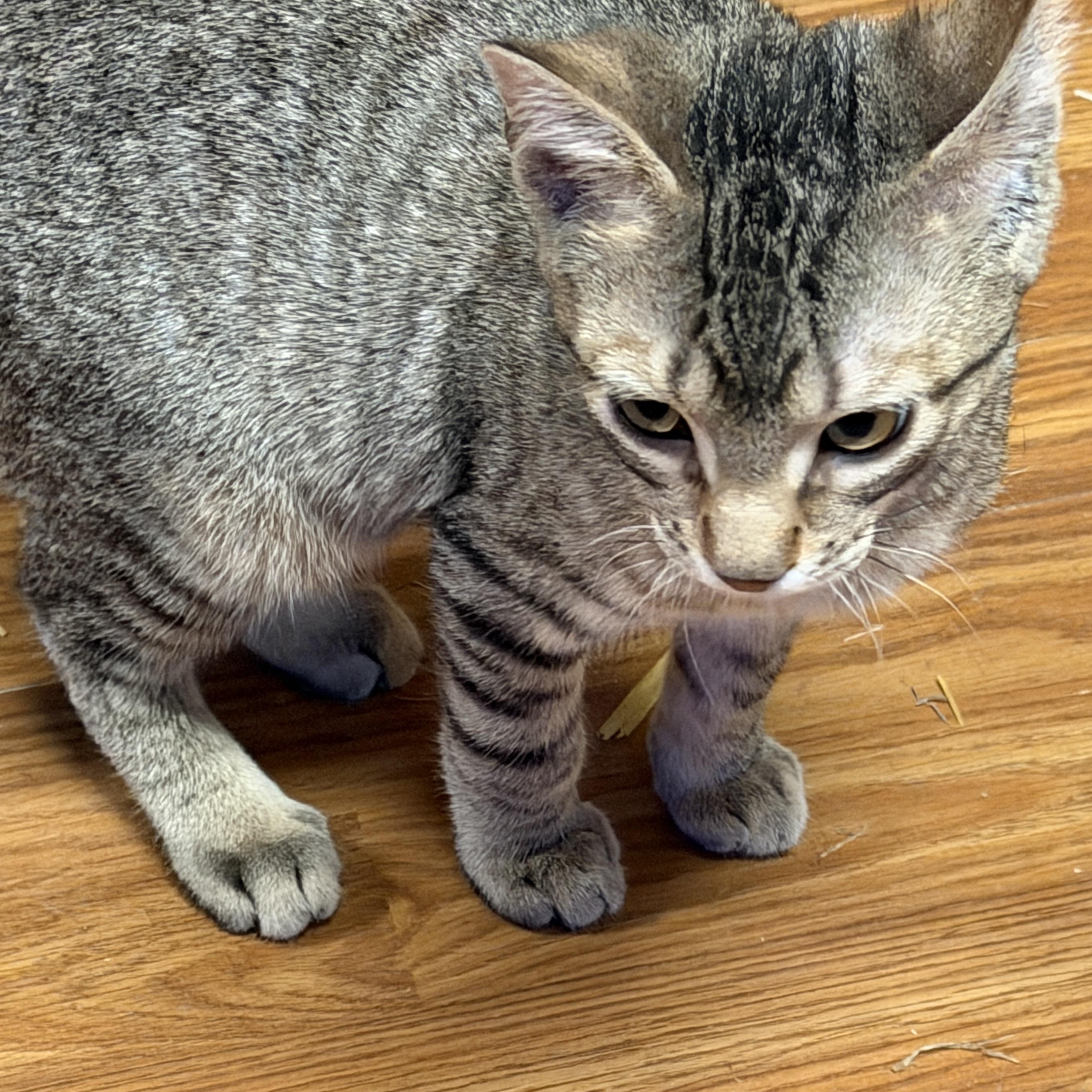Enlarge Massimo, a Adoptable Domestic Short Hair in New Market, MN image 2/2