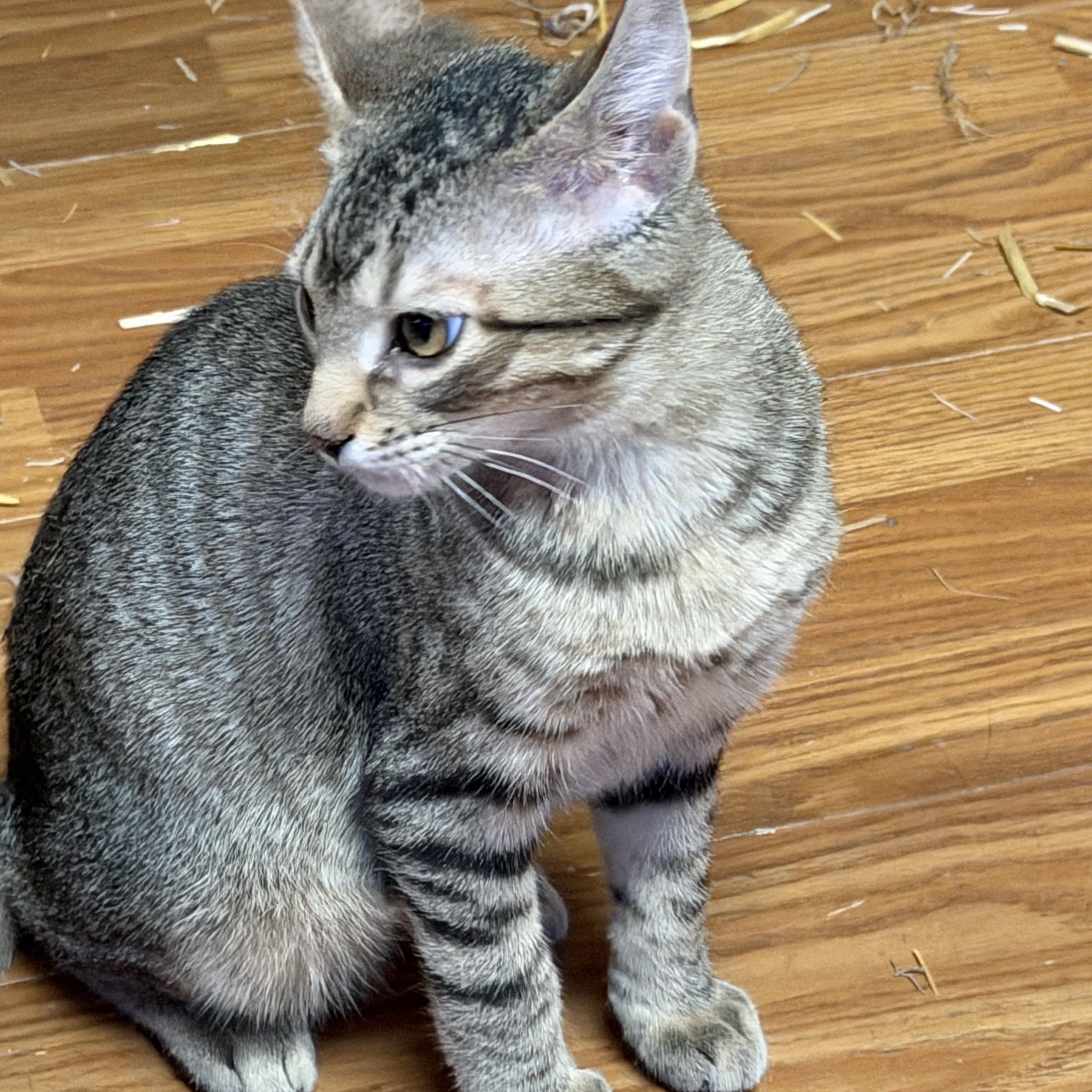 Massimo, Adoptable, Young Male Domestic Short Hair.