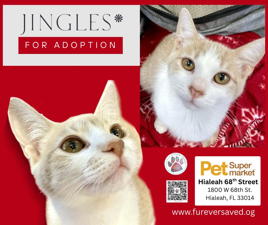 Jingles, ADOPTABLE, Kitten Female Domestic Short Hair.