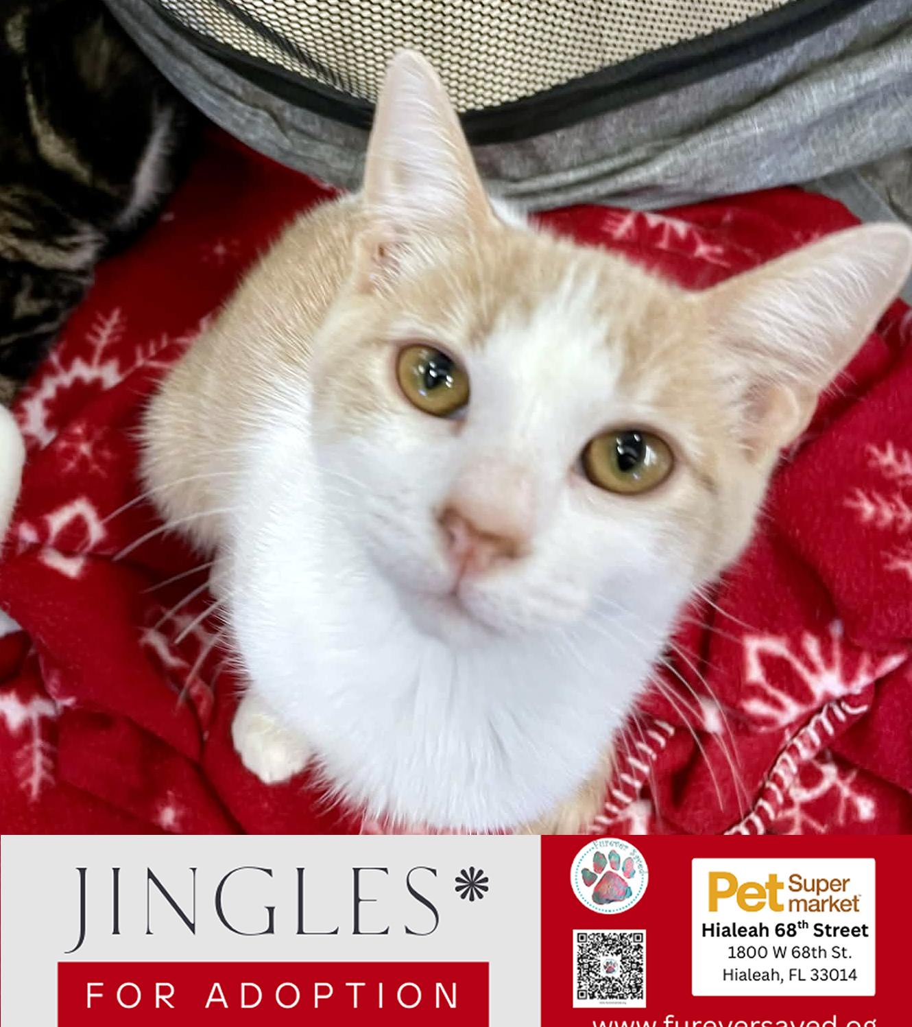 Enlarge Jingles, a ADOPTABLE Domestic Short Hair in Miami, FL image 4/5
