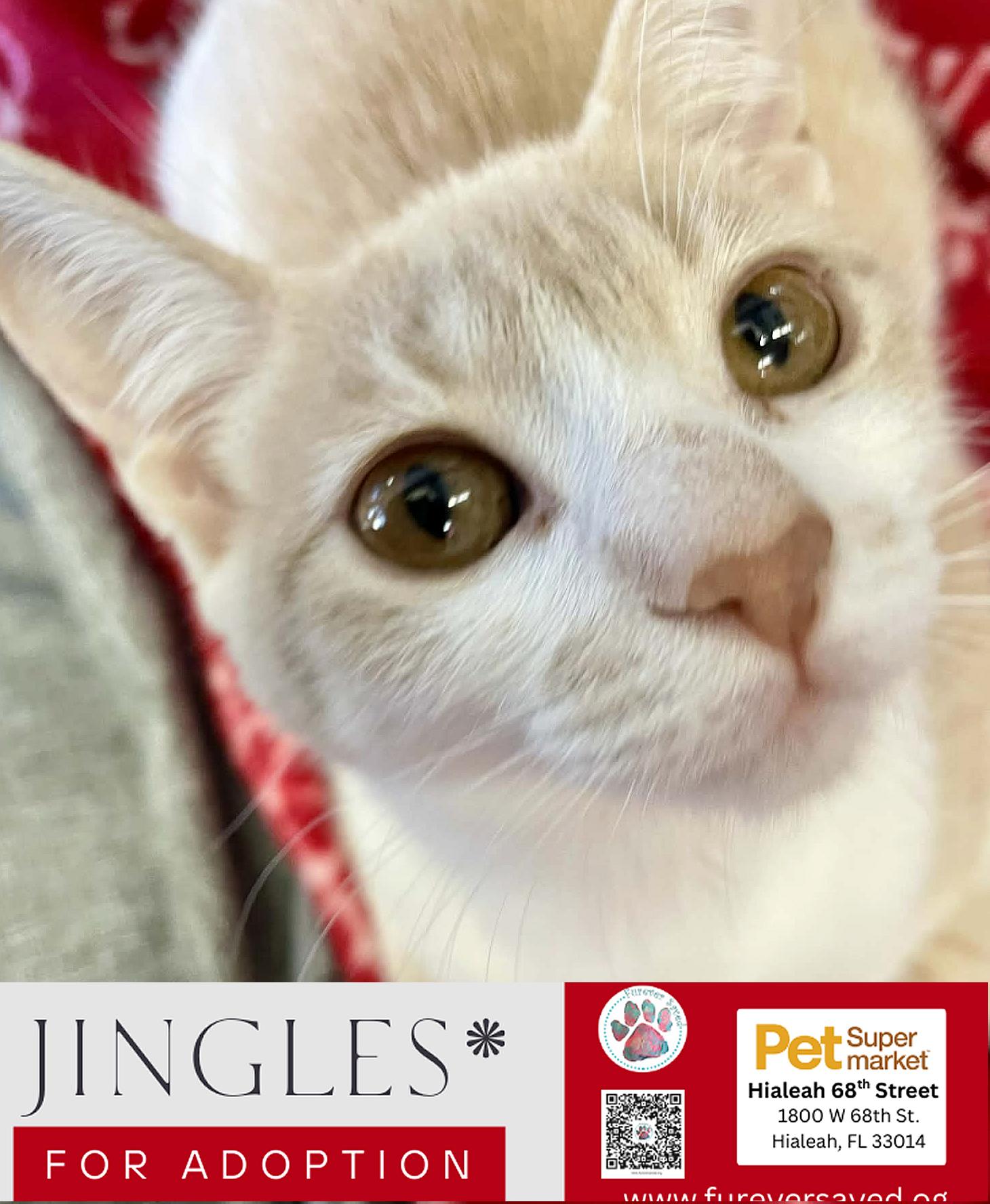 Enlarge Jingles, a ADOPTABLE Domestic Short Hair in Miami, FL image 2/5
