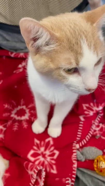 Enlarge Jingles, a ADOPTABLE Domestic Short Hair in Miami, FL video 3/5