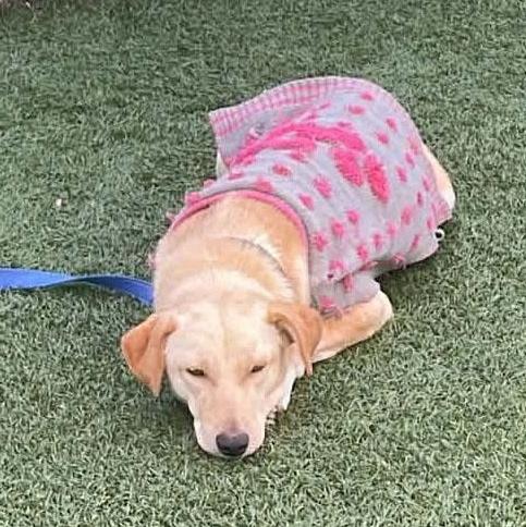 Enlarge Honey, a ADOPTABLE mixed breed in San Diego, CA image 2/3
