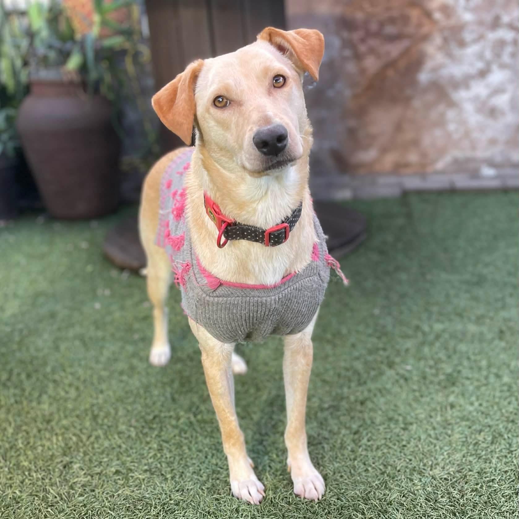 Honey, ADOPTABLE, Young Female Labrador Retriever.