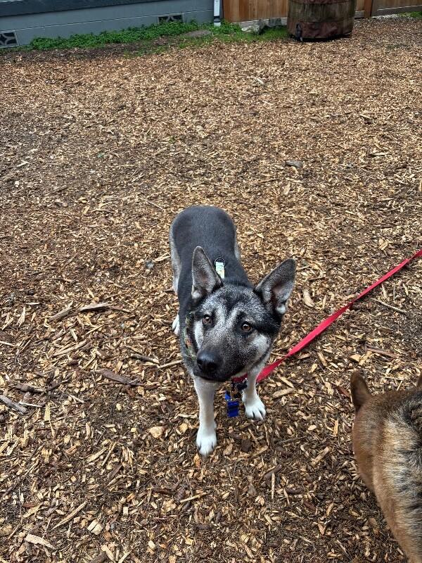 Artemis, Adoptable, Adult Female German Shepherd Dog.