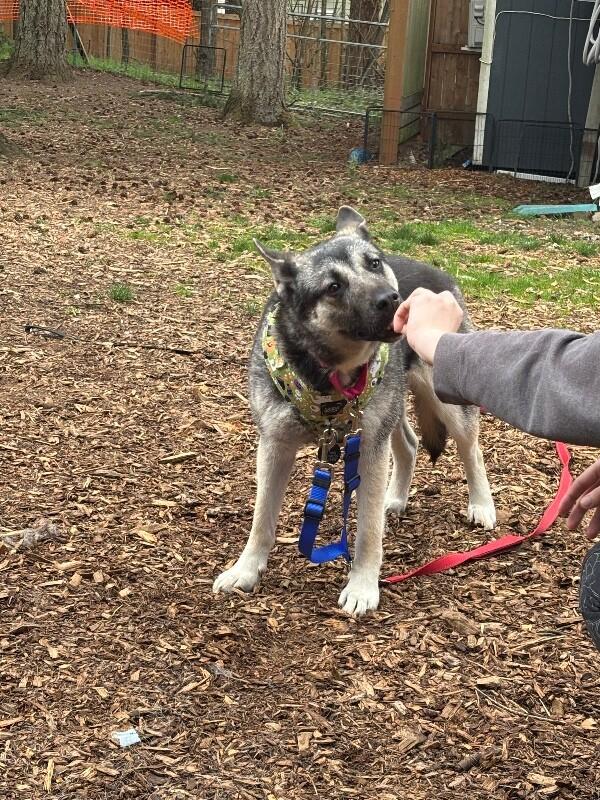 Enlarge Artemis, a Adoptable mixed breed in North Bend, WA image 2/5