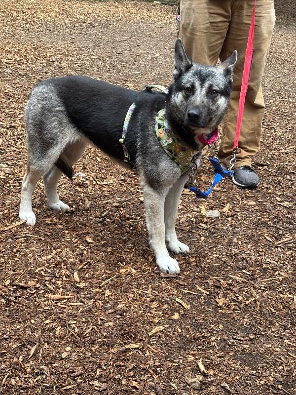 Enlarge Artemis, a Adoptable mixed breed in North Bend, WA image 3/5