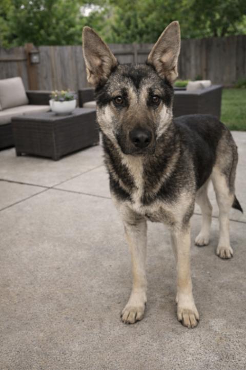 Enlarge Artemis, a Adoptable mixed breed in North Bend, WA image 4/5