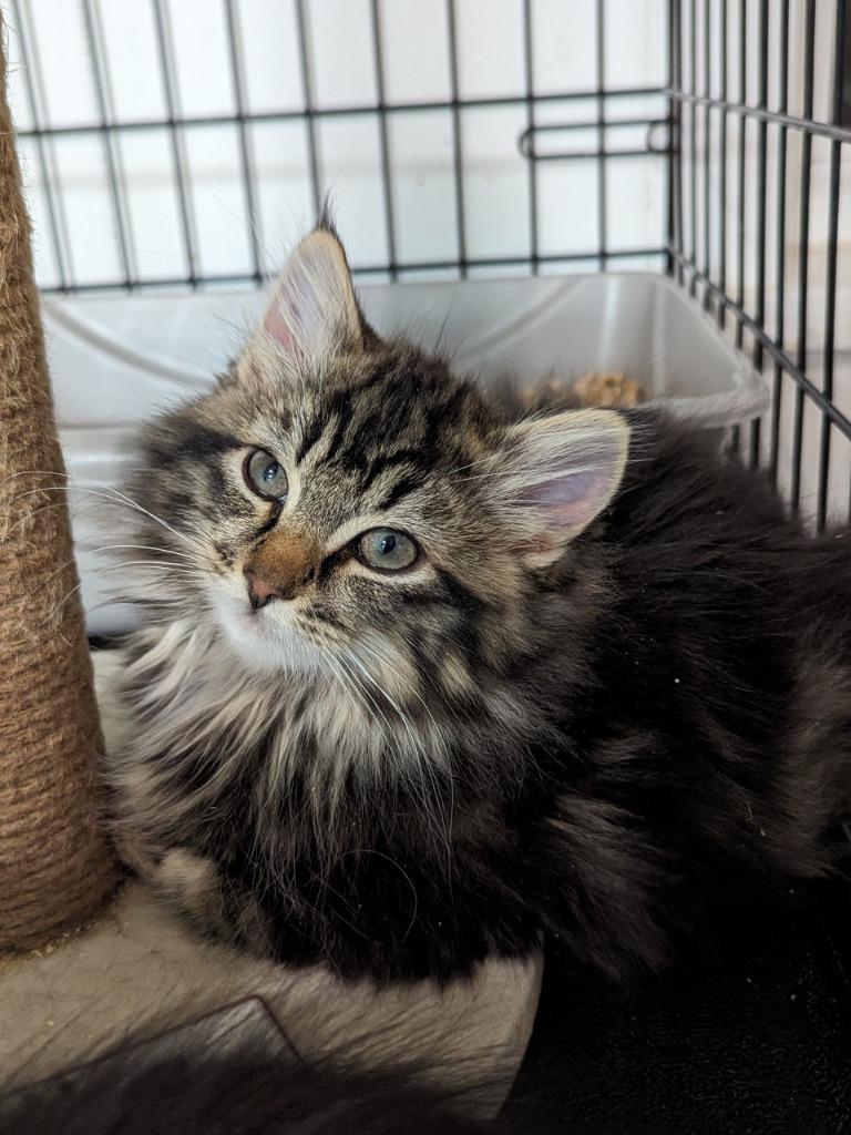 Santiago (langley Kitten #56), Adoptable, Kitten Male Domestic Medium Hair.