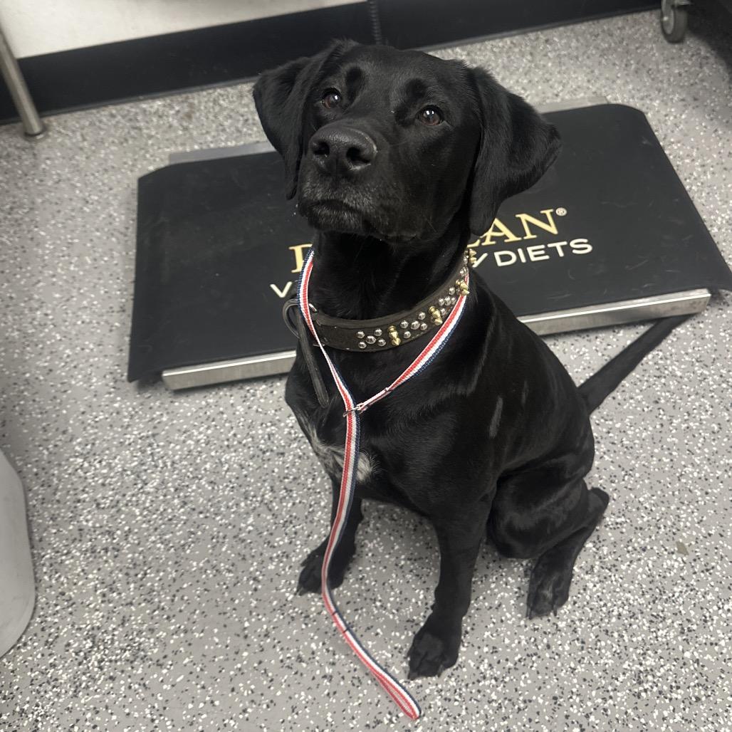 Enlarge Sugarplum, a Adoptable Black Labrador Retriever in Henderson, NV image 1/1