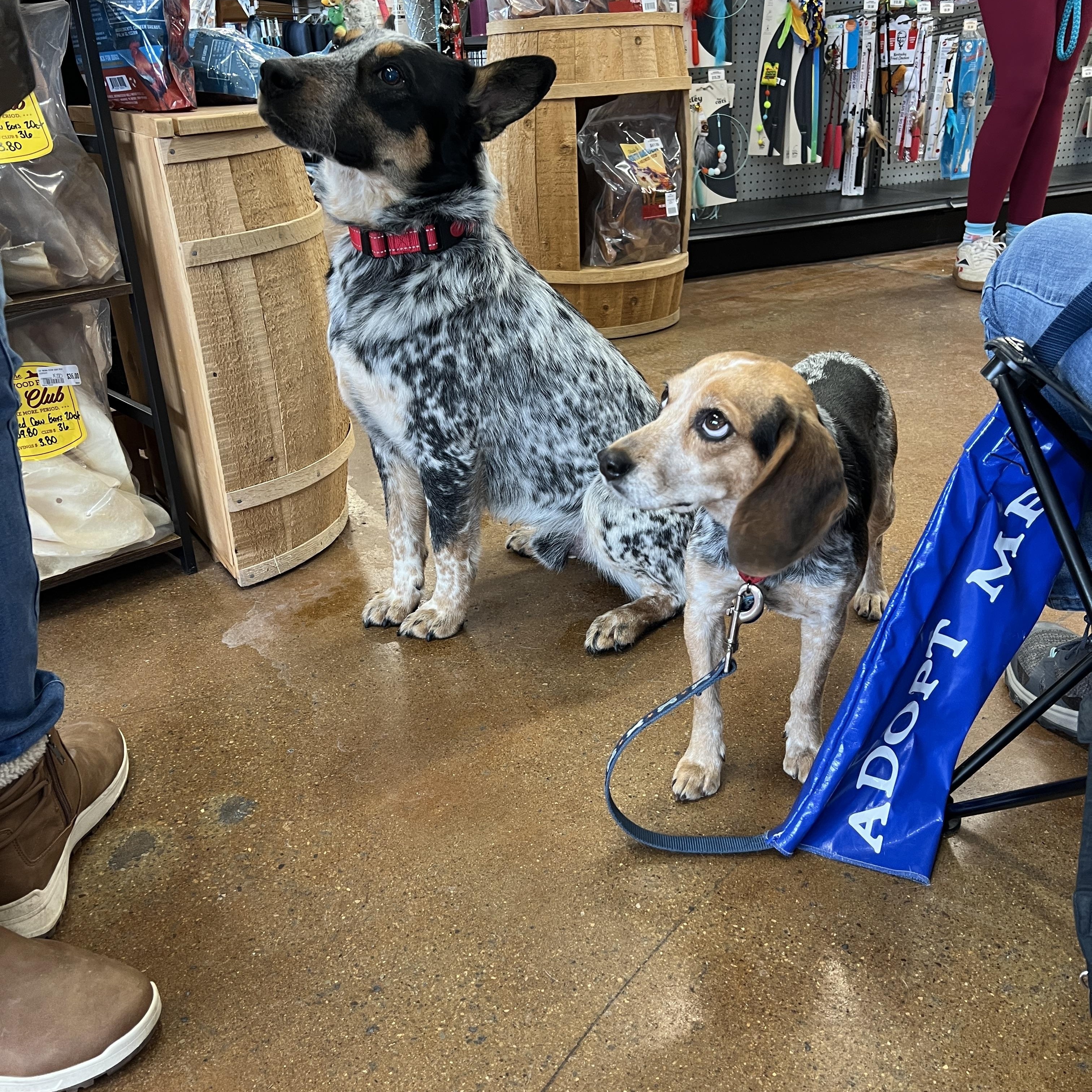 Enlarge Diamond, a ADOPTABLE Beagle in Powell, OH image 6/6