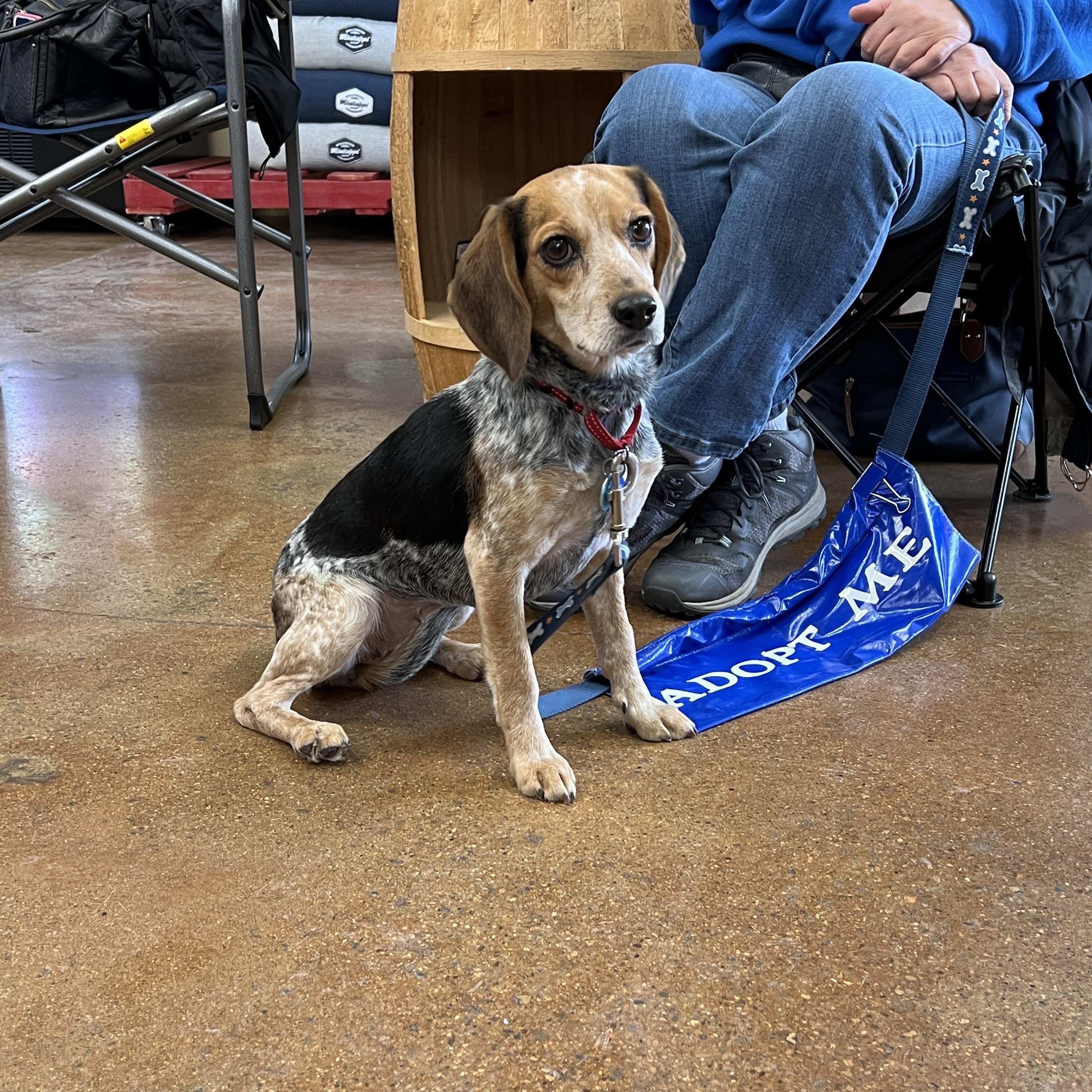 Diamond, ADOPTABLE, Adult Female Beagle.