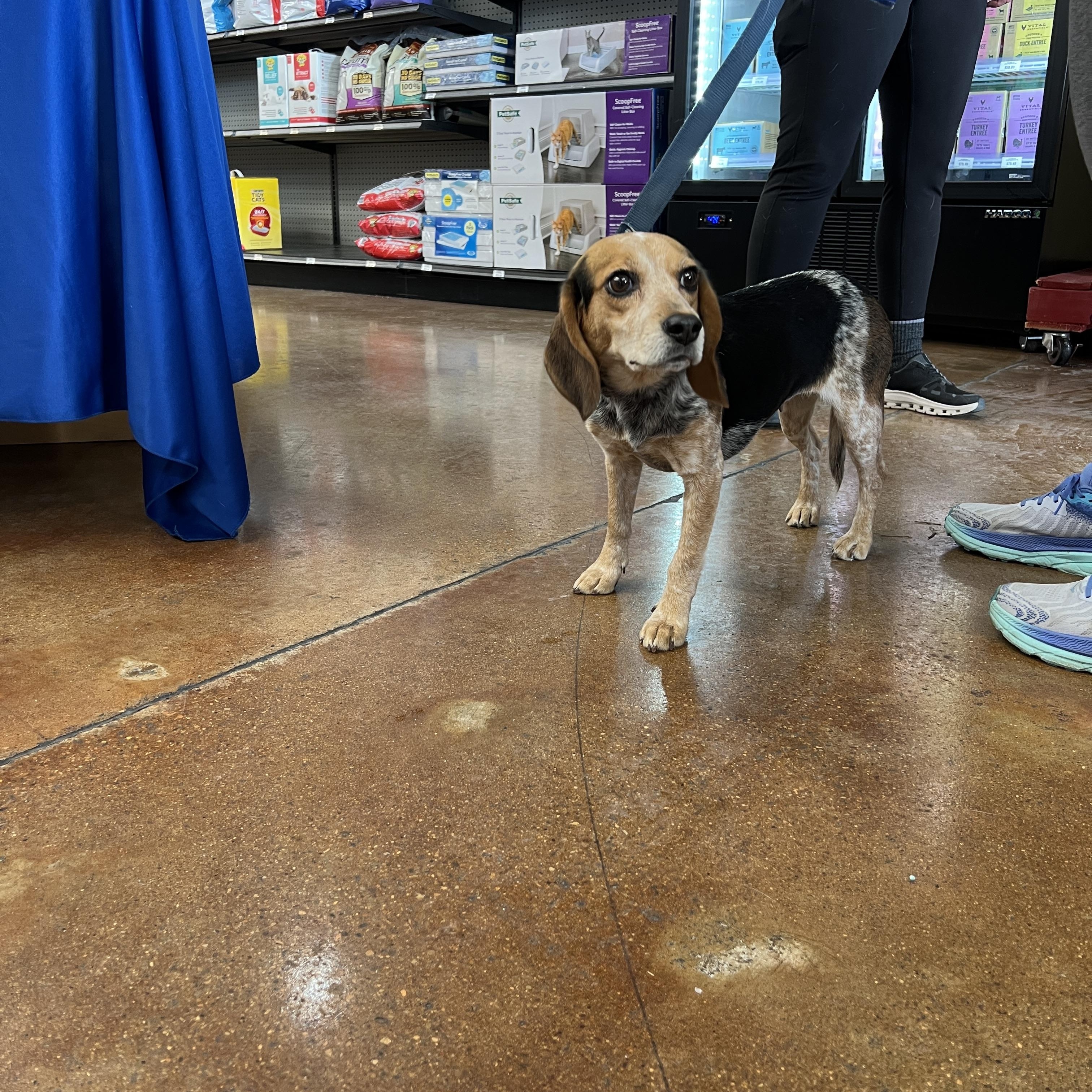 Enlarge Diamond, a ADOPTABLE Beagle in Powell, OH image 3/6