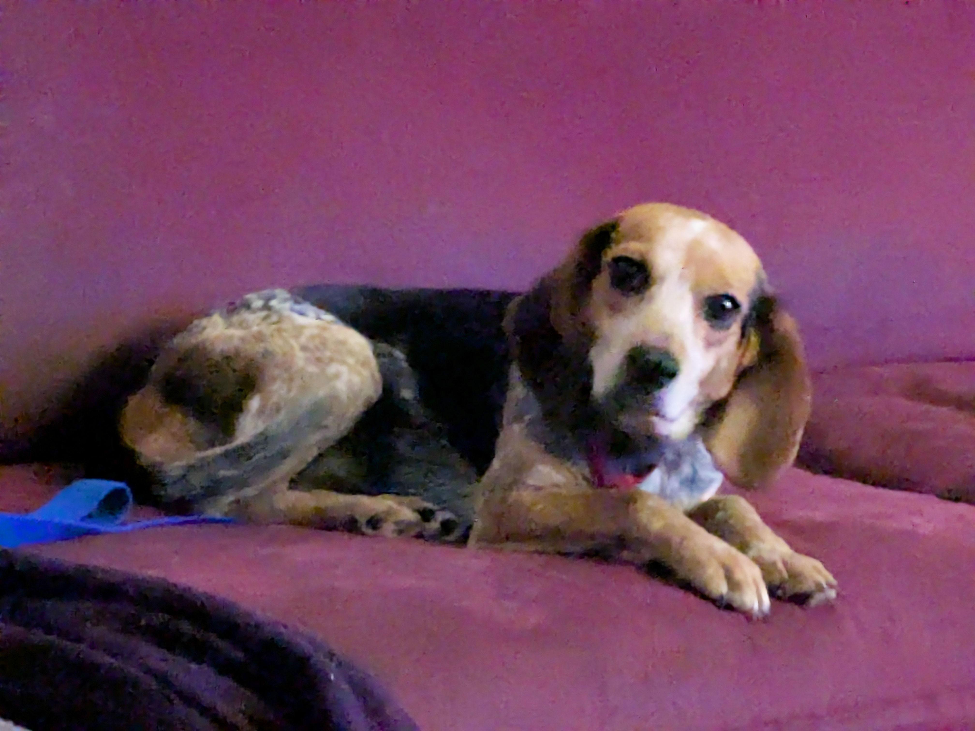 Enlarge Diamond, a ADOPTABLE Beagle in Powell, OH image 2/2