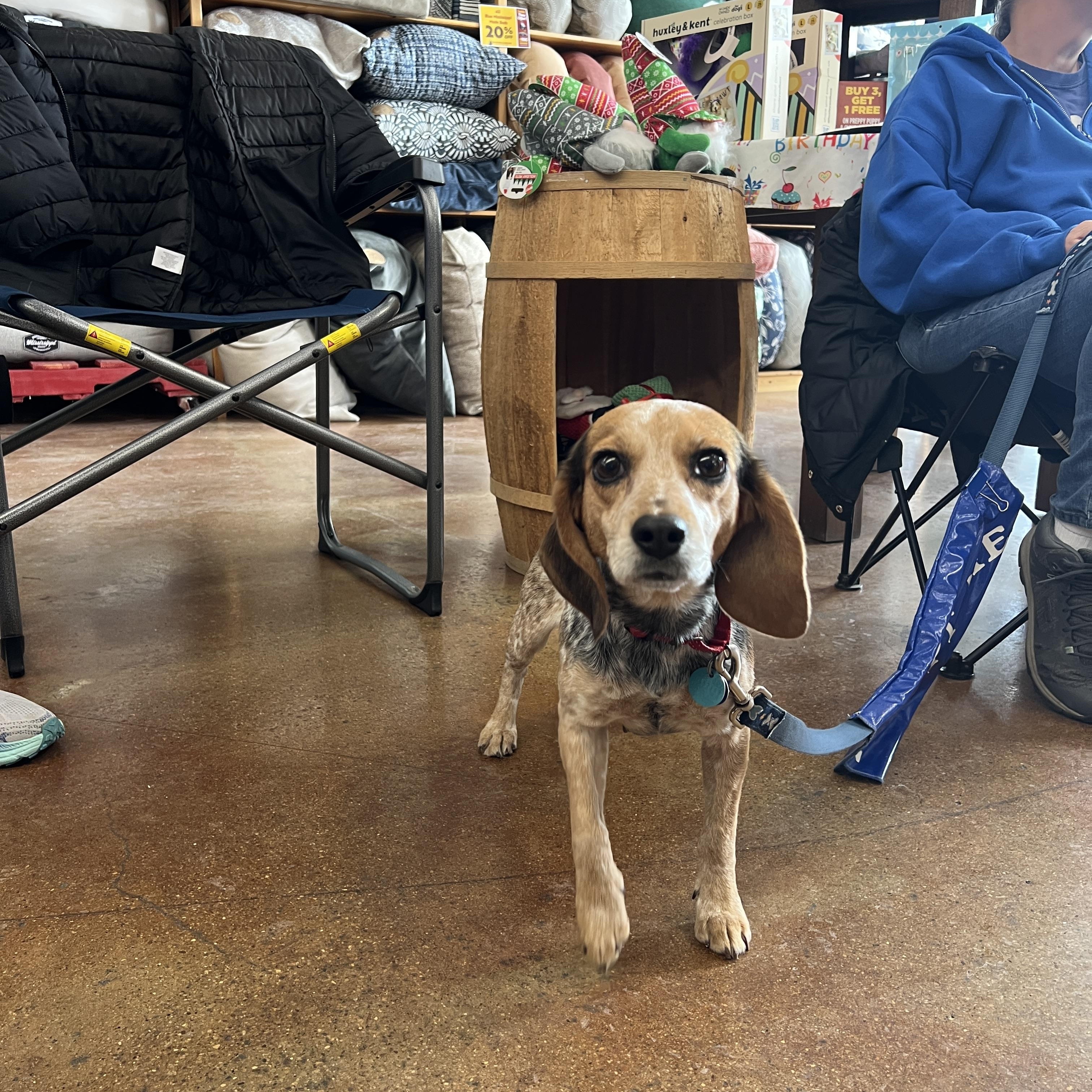 Enlarge Diamond, a ADOPTABLE Beagle in Powell, OH image 4/6