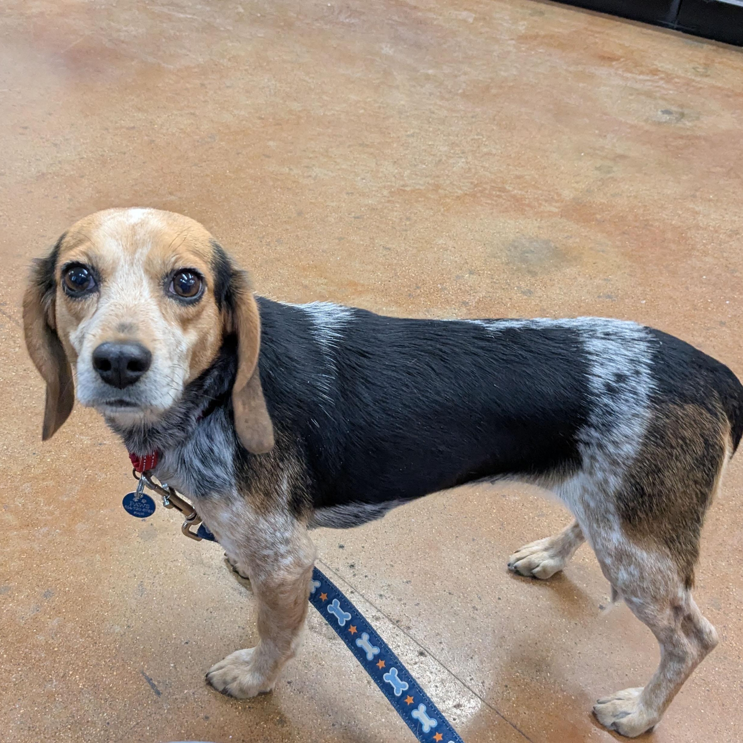 Enlarge Diamond, a ADOPTABLE Beagle in Powell, OH image 2/6
