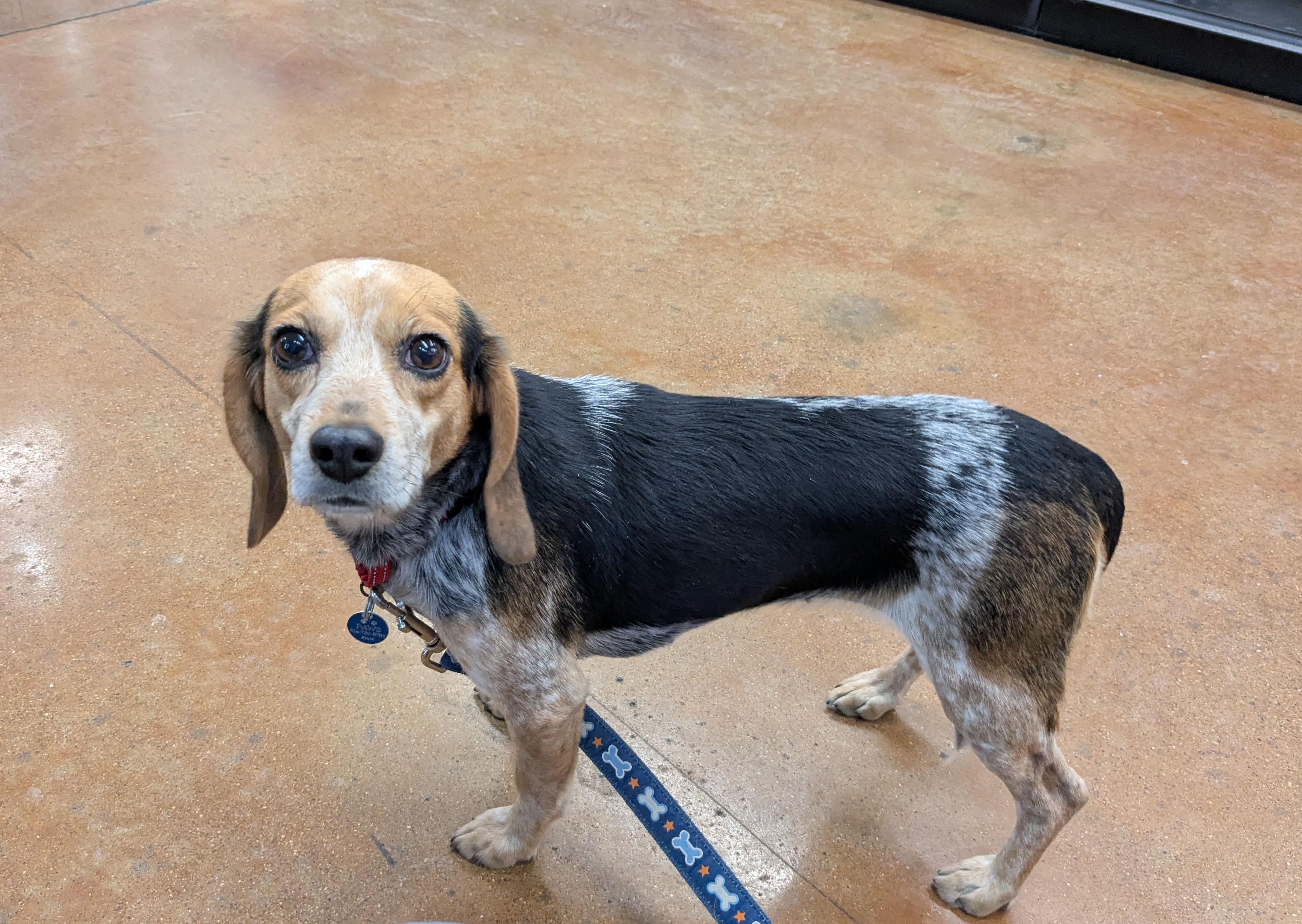 Enlarge Diamond, a ADOPTABLE Beagle in Powell, OH image 1/2