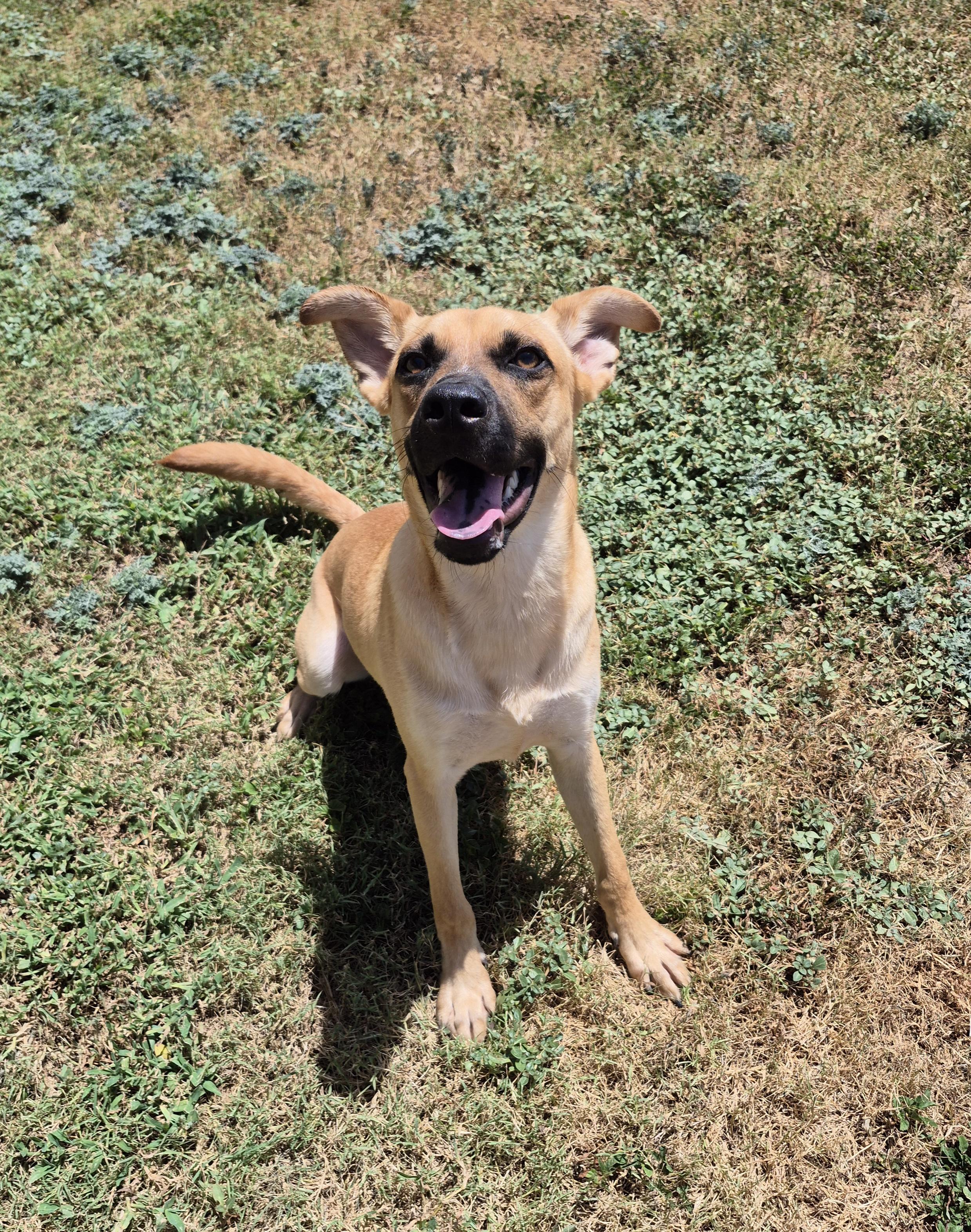Enlarge Deckard, a ADOPTABLE mixed breed in Schertz, TX image 4/5