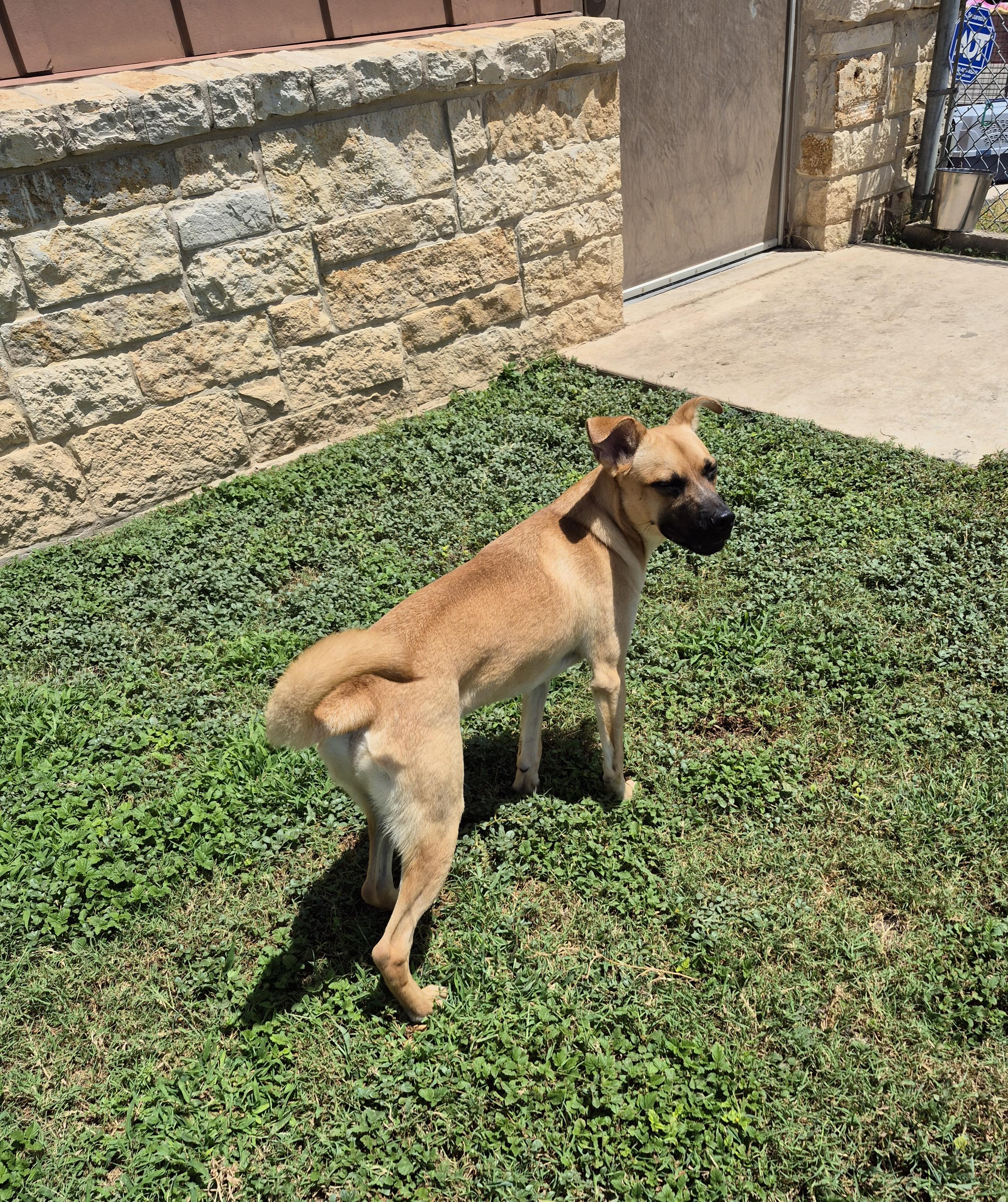 Enlarge Deckard, a ADOPTABLE mixed breed in Schertz, TX image 2/5