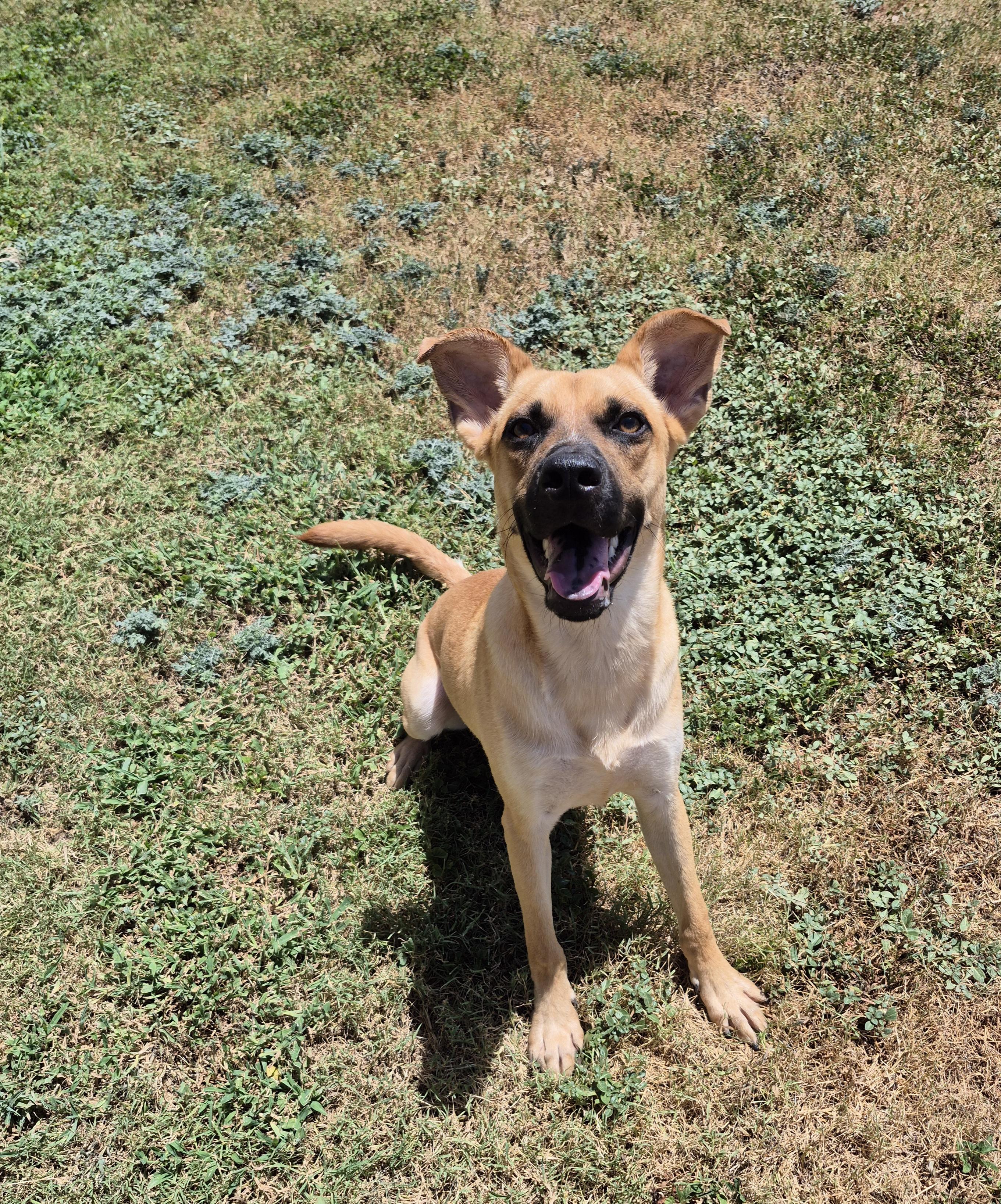 Deckard, ADOPTABLE, Adult Male Shepherd.