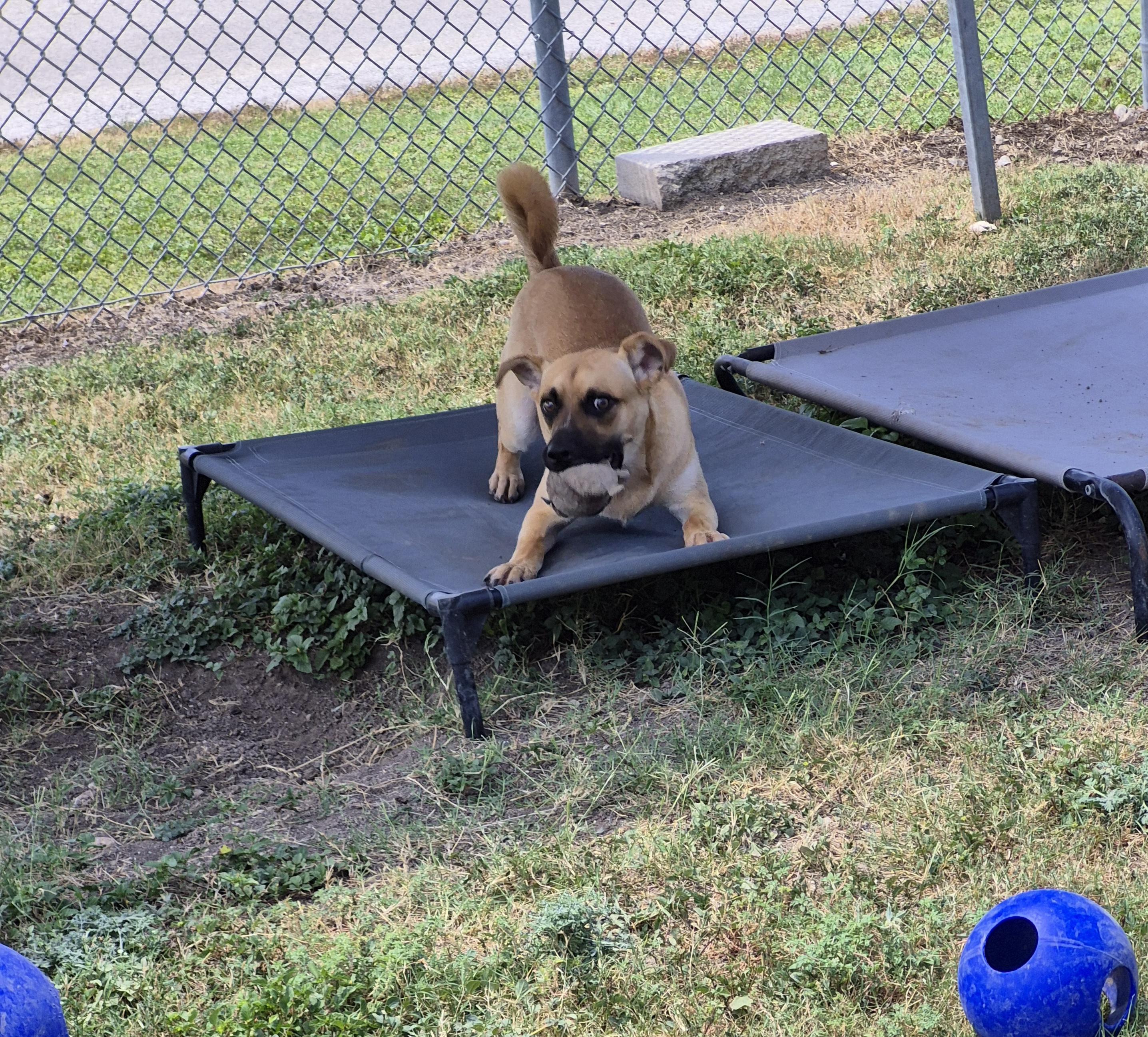Enlarge Deckard, a ADOPTABLE mixed breed in Schertz, TX image 3/5