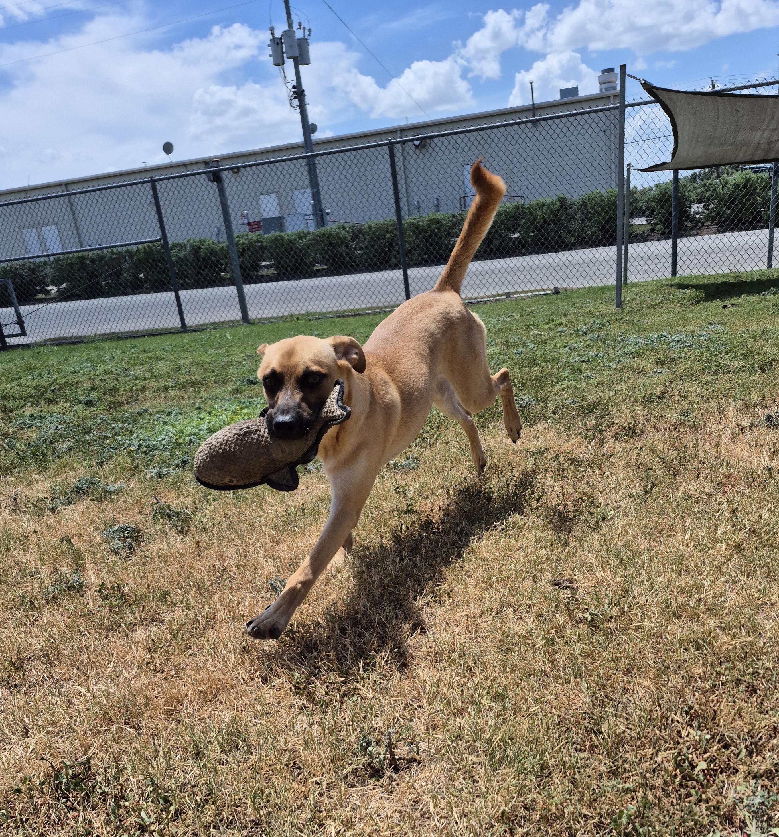 Enlarge Deckard, a ADOPTABLE mixed breed in Schertz, TX image 5/5