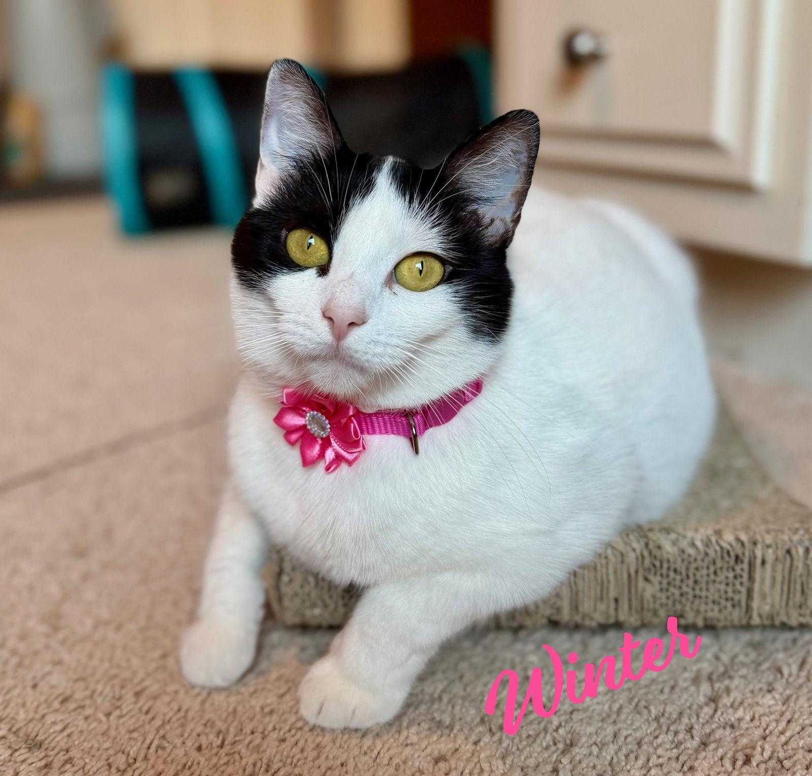 Winter Lovesbellyrubs