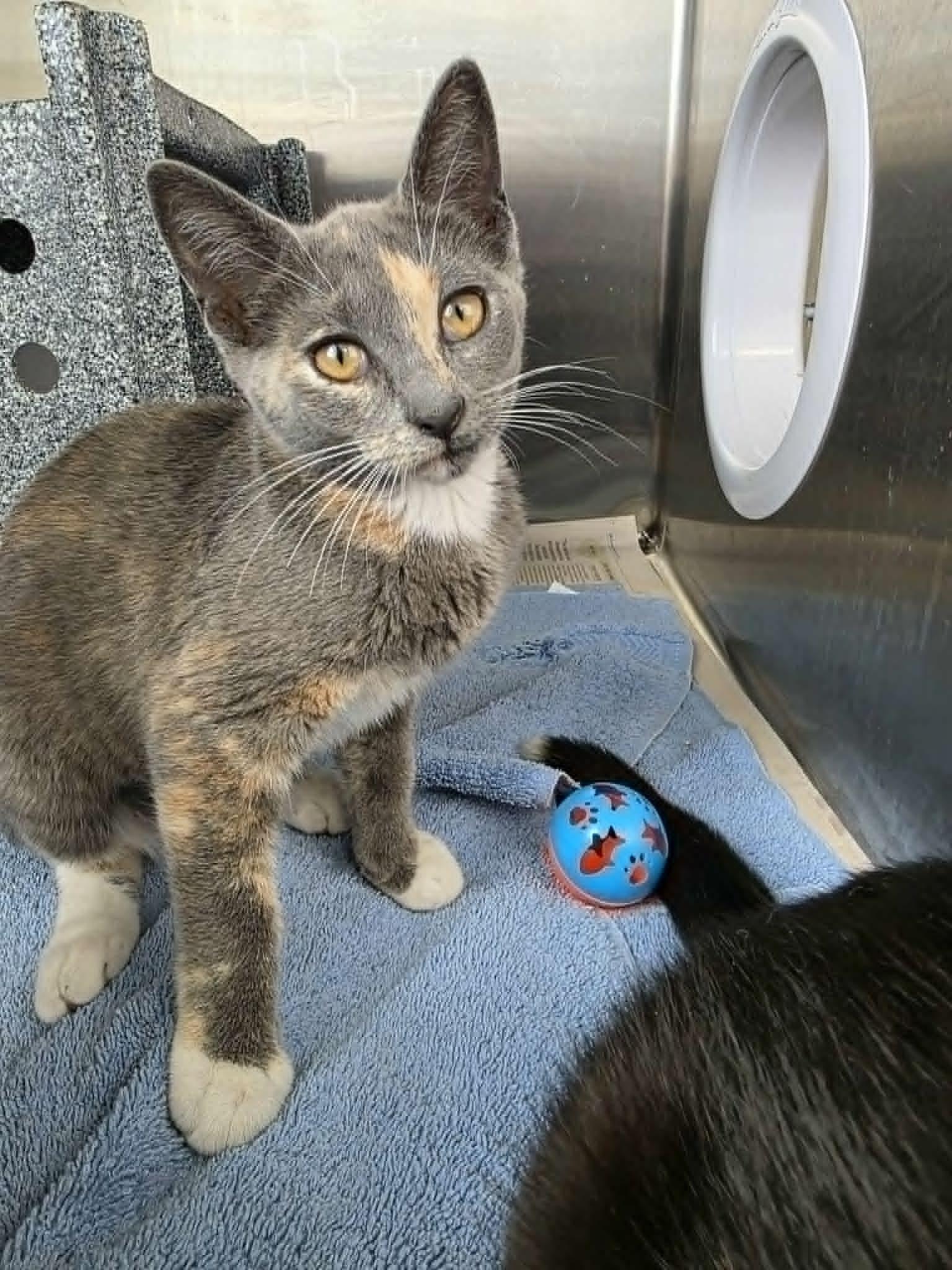 Enlarge Beth, a ADOPTABLE Domestic Short Hair in Umatilla, FL image 5/6