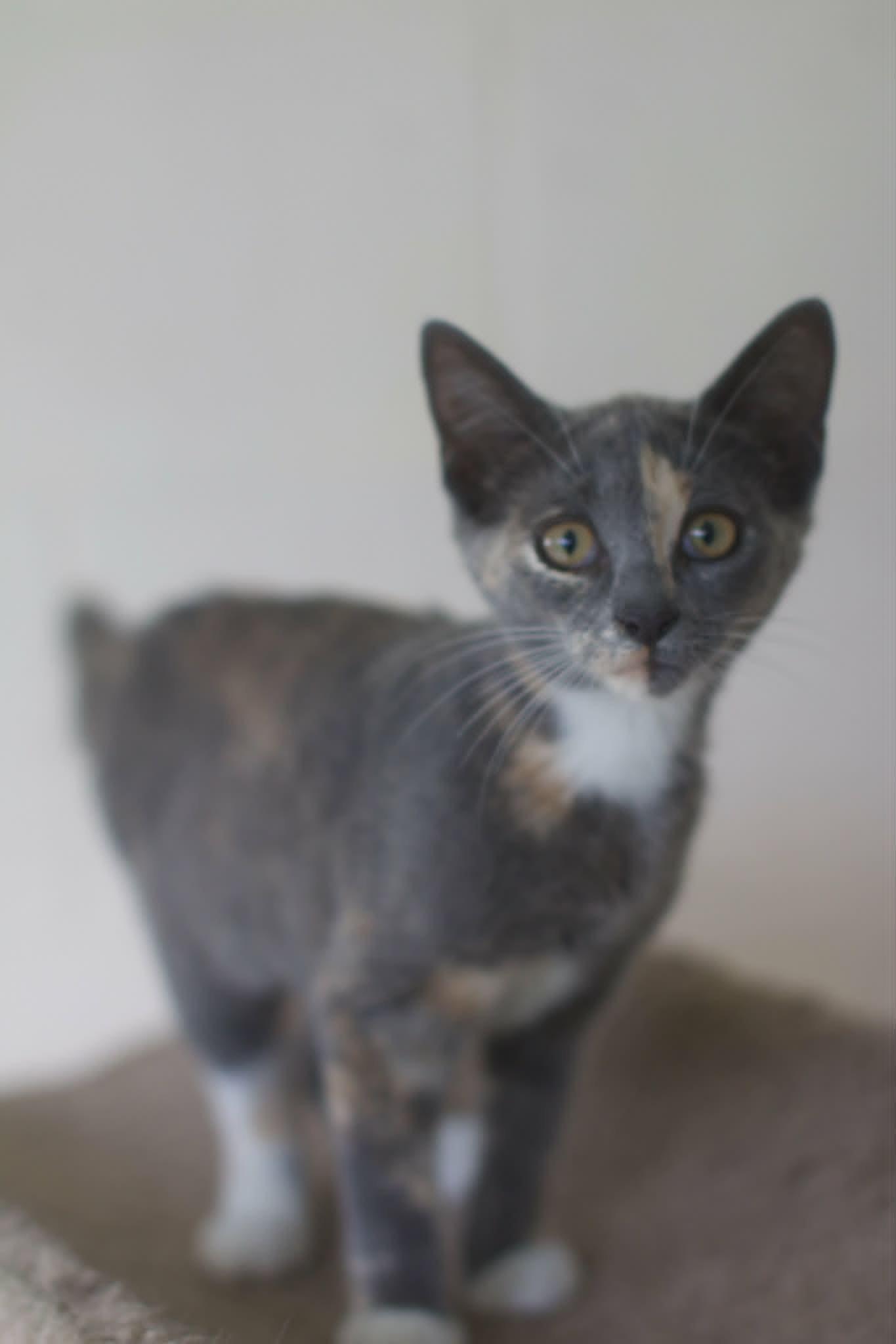 Enlarge Beth, a ADOPTABLE Domestic Short Hair in Umatilla, FL image 3/6