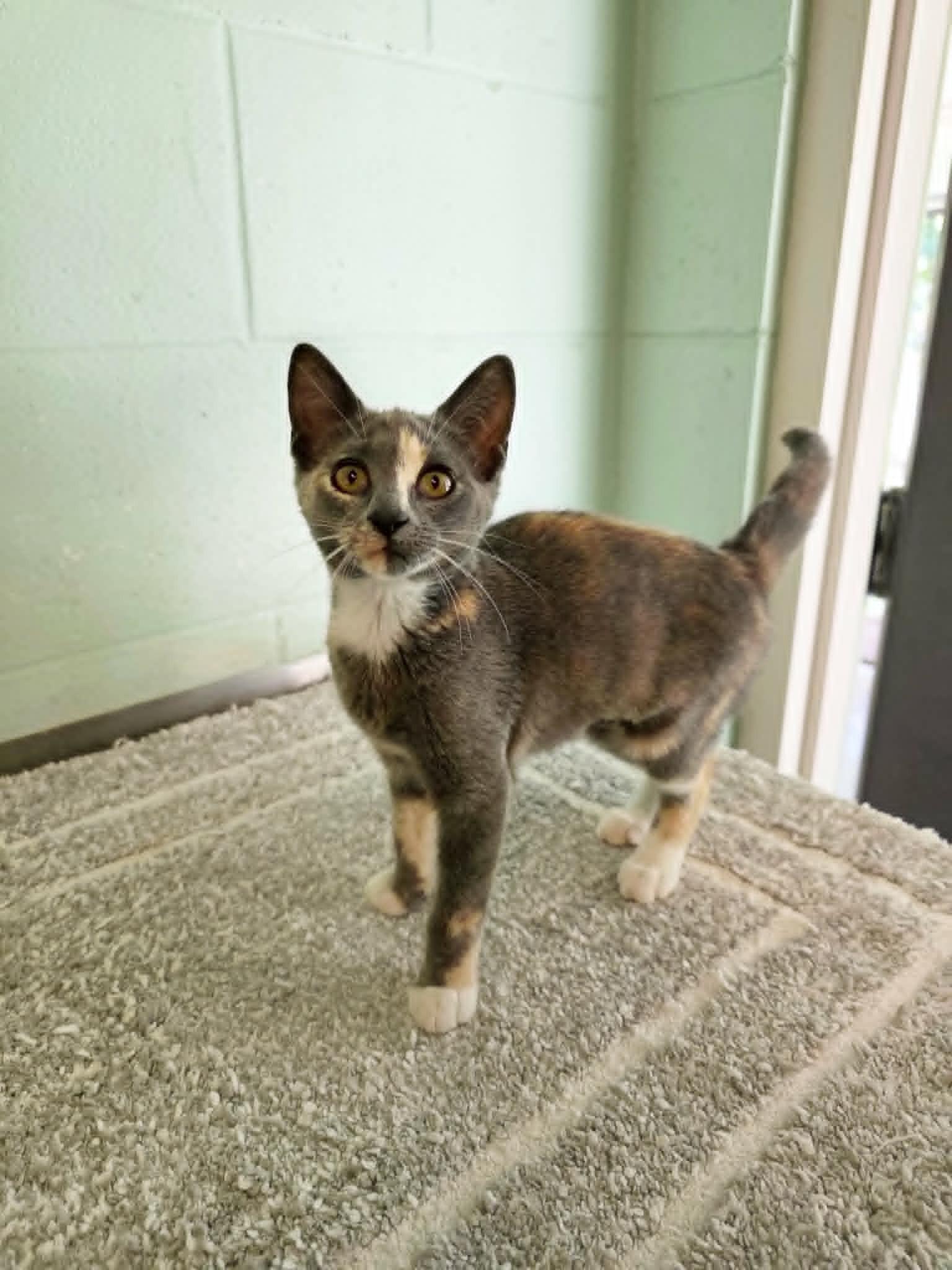 Enlarge Beth, a ADOPTABLE Domestic Short Hair in Umatilla, FL image 6/6