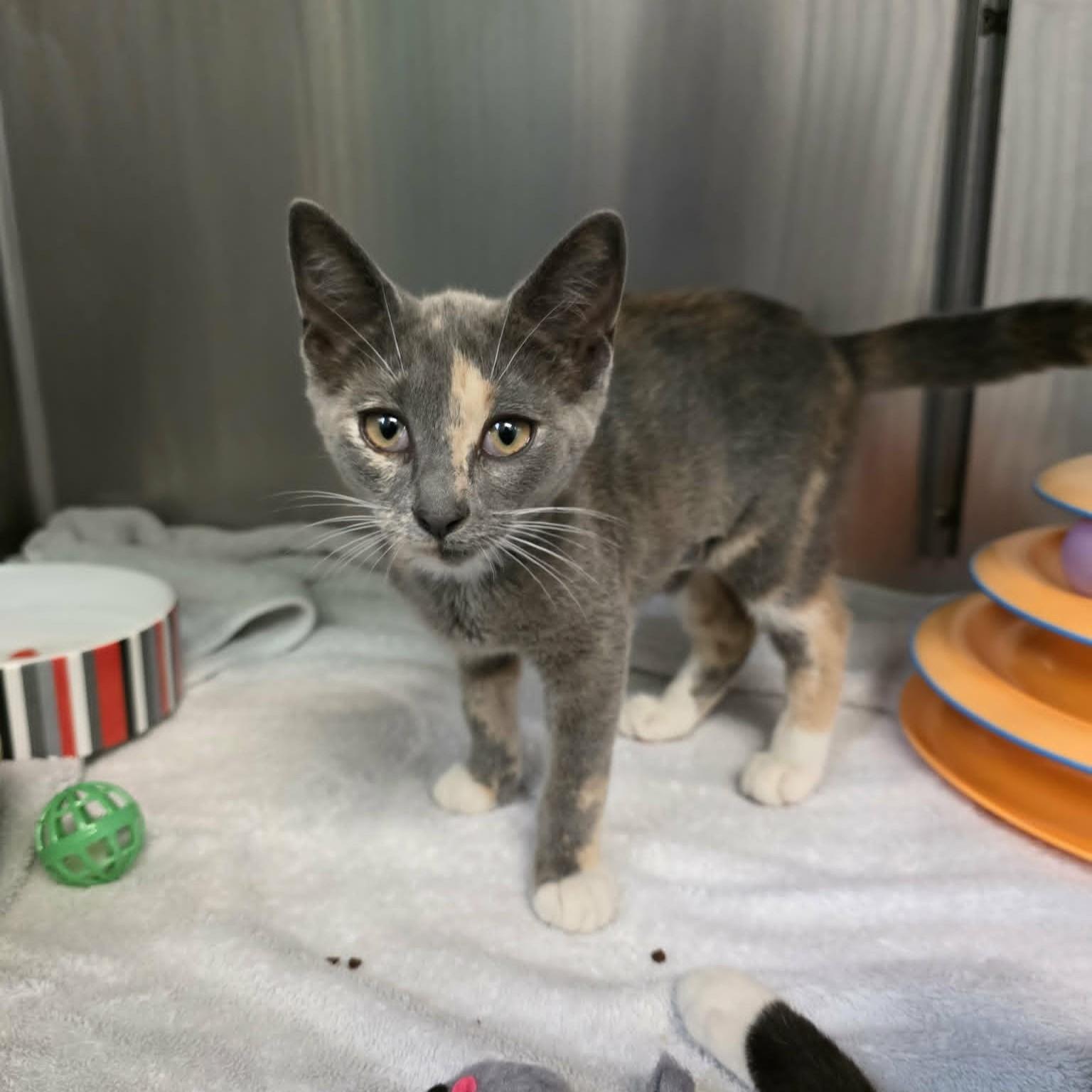 Enlarge Beth, a ADOPTABLE Domestic Short Hair in Umatilla, FL image 2/6