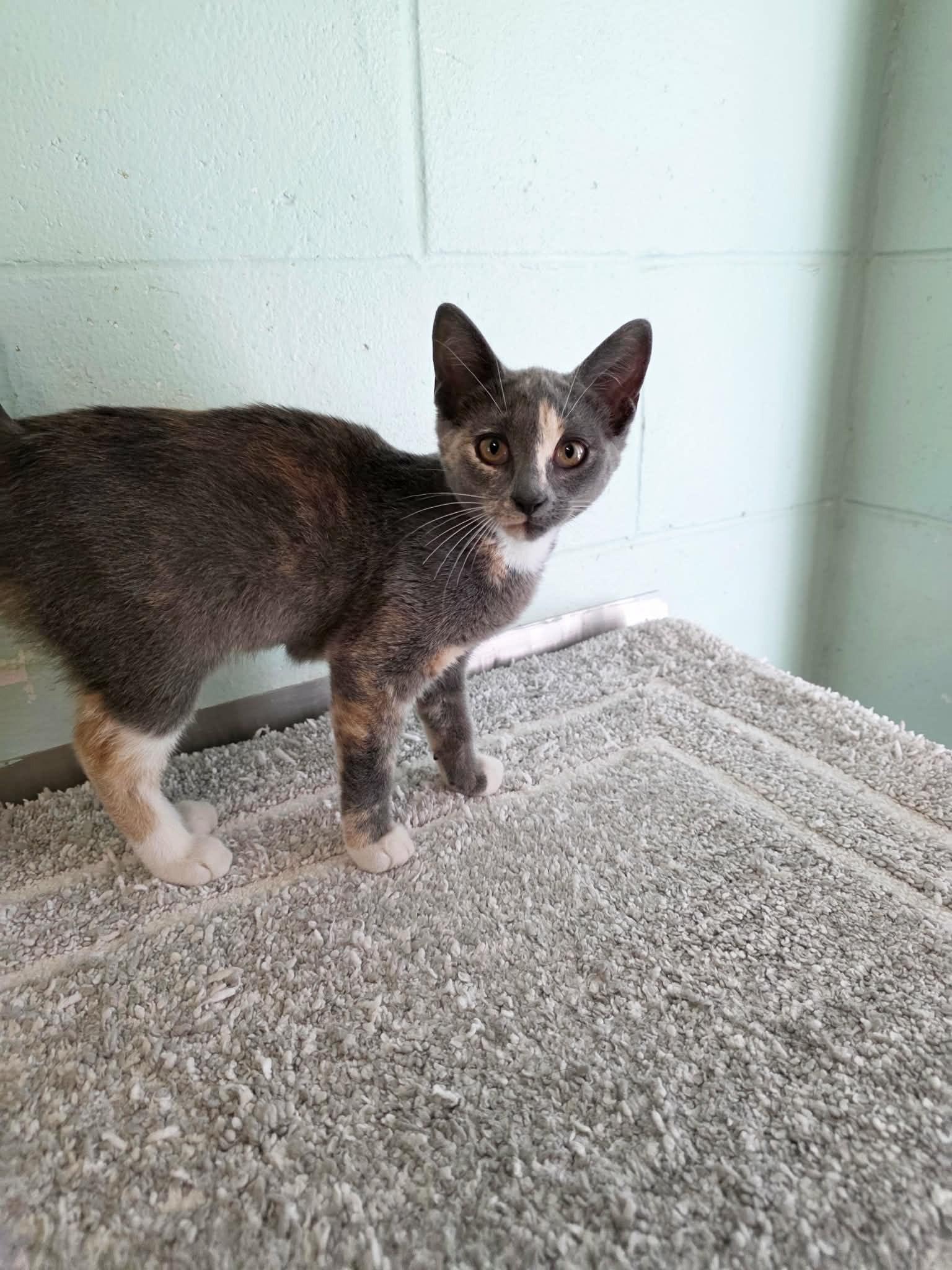 Enlarge Beth, a ADOPTABLE Domestic Short Hair in Umatilla, FL image 4/6