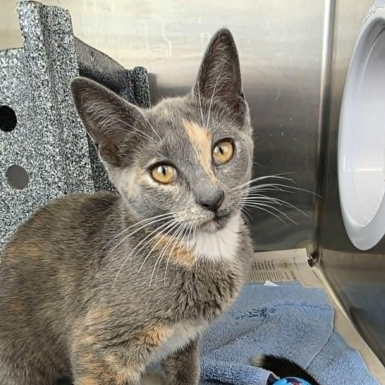 Enlarge Beth, a ADOPTABLE Domestic Short Hair in Umatilla, FL image 1/6
