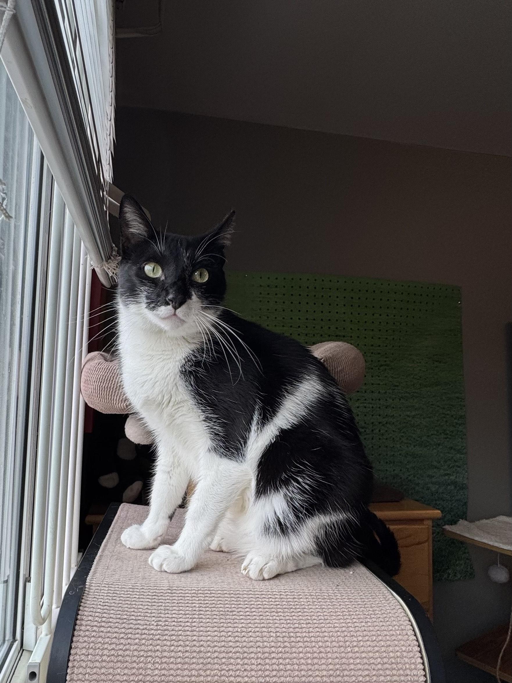 Oreo, a Adoptable mixed breed in Rochester Hills, MI image 2/4