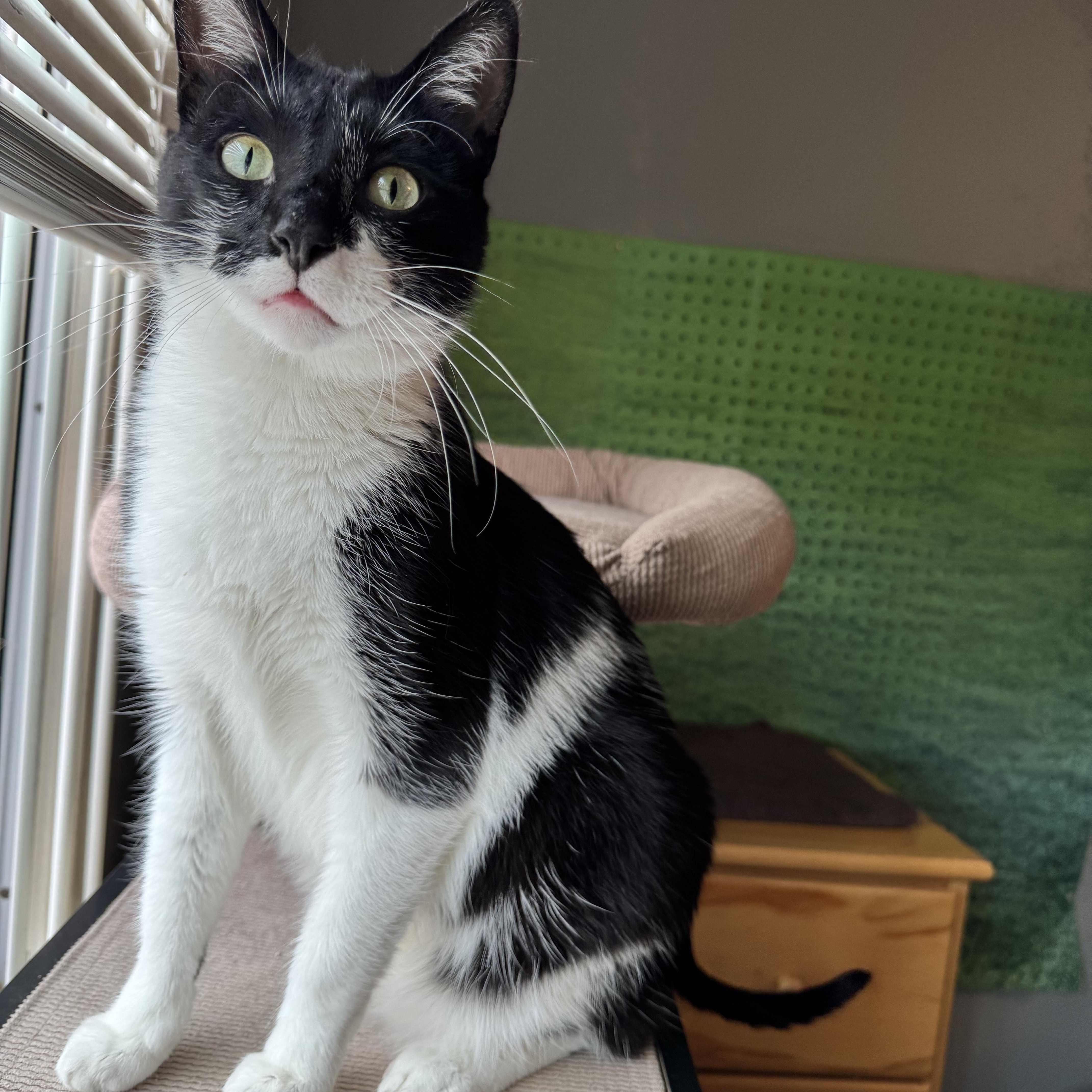 Oreo, Adoptable, Adult Male Domestic Short Hair & Tabby.