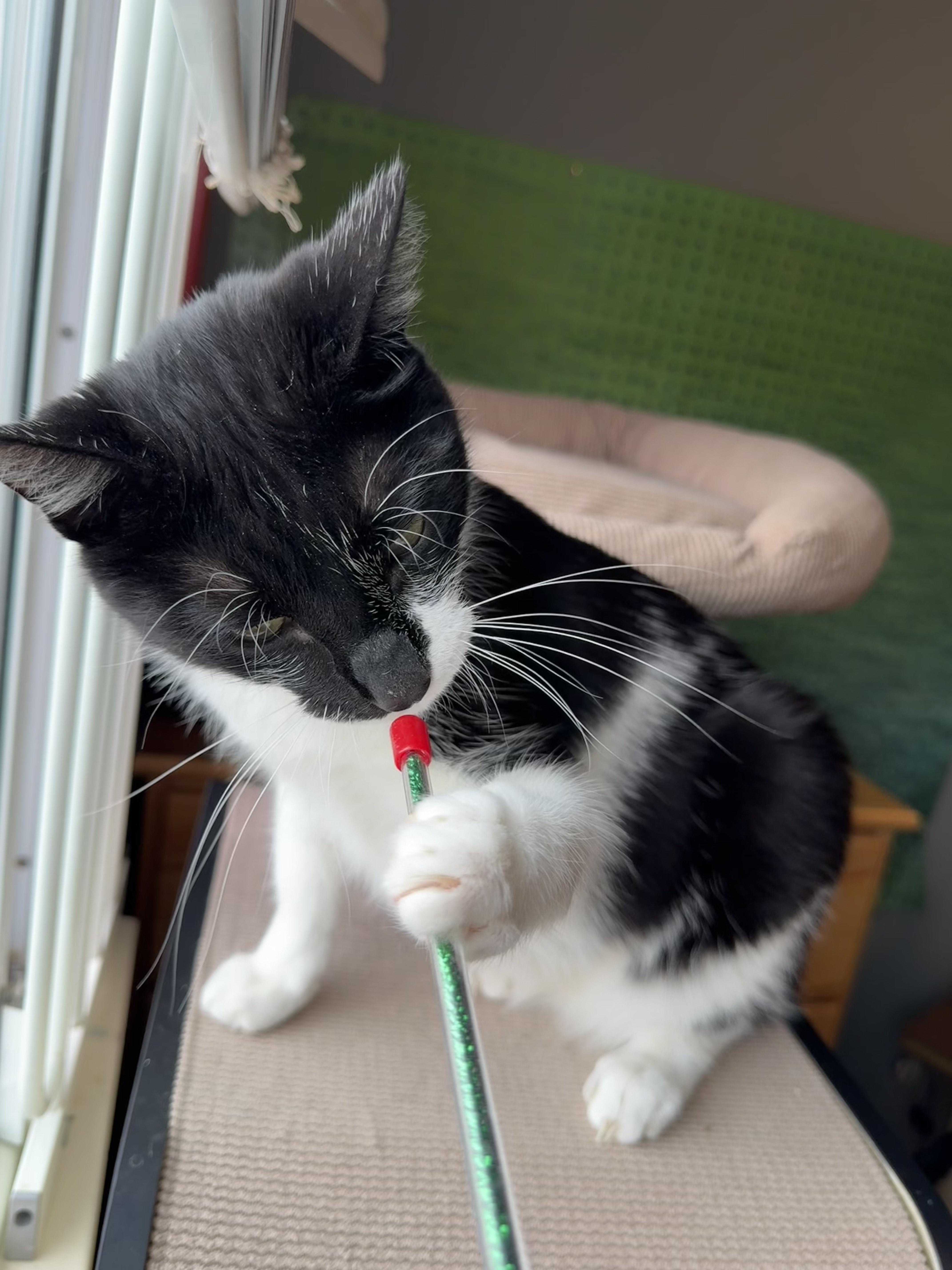 Oreo, a Adoptable mixed breed in Rochester Hills, MI image 3/4